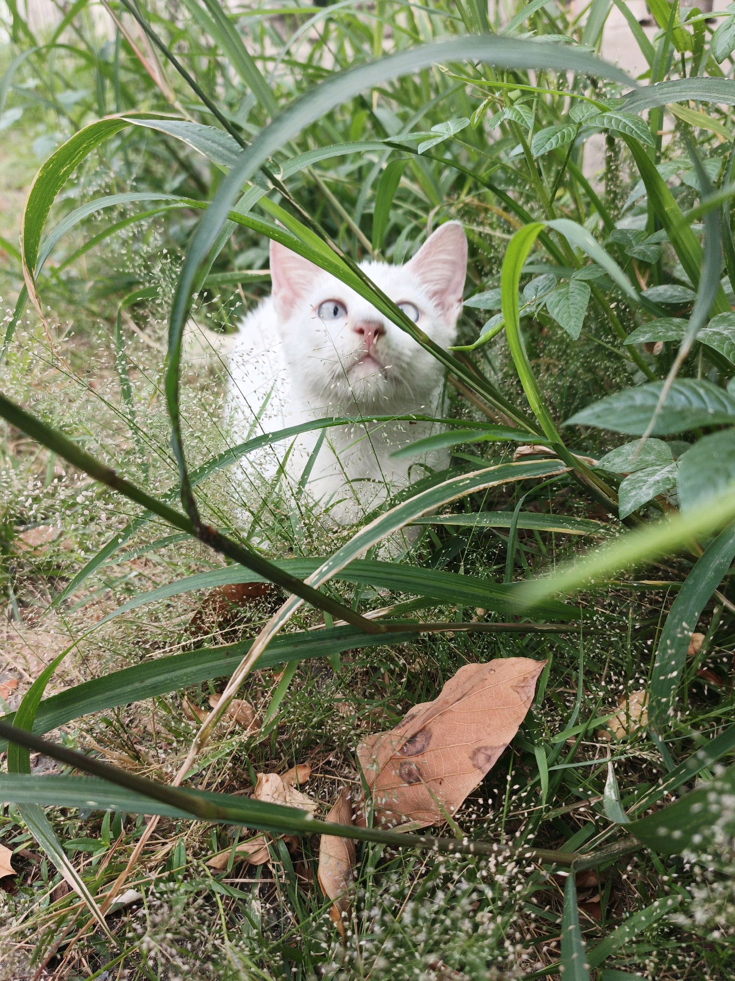 A white cat with blue eyes peeks out from tall green grass and foliage. The cat's head is tilted slightly upwards, and its ears are perked. A single brown fallen leaf is visible in the foreground. The scene appears to be in a natural, outdoor setting within Ketegan, Indonesia.