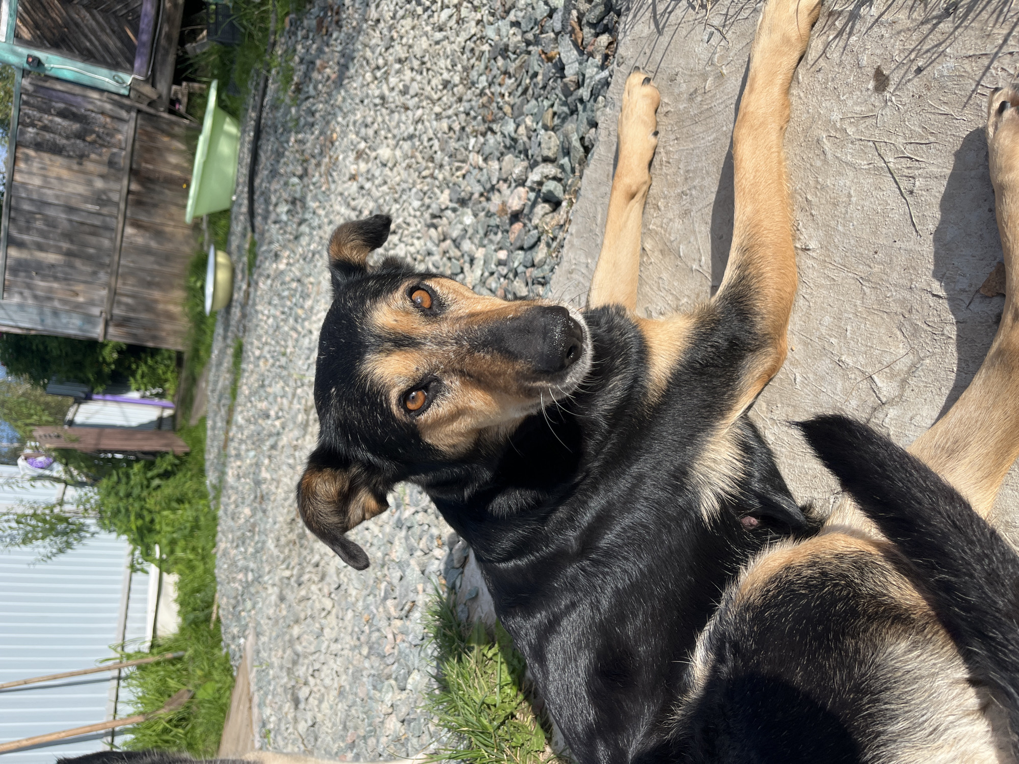 A medium-sized dog with black and tan fur lies on a light-colored concrete surface outdoors. The dog is facing the camera, with its head slightly tilted. Its amber eyes are clearly visible, and its ears are perked. The background consists of gravel, green grass, a light-colored corrugated metal shed, and a weathered wooden fence. Two basins, one light yellow and one light green, are visible near the fence. The scene appears to be in a rural or semi-rural setting, possibly a backyard, in Nizhny Tagil, Russia, given the context provided. The lighting suggests a sunny day, casting shadows from the dog and surrounding objects.