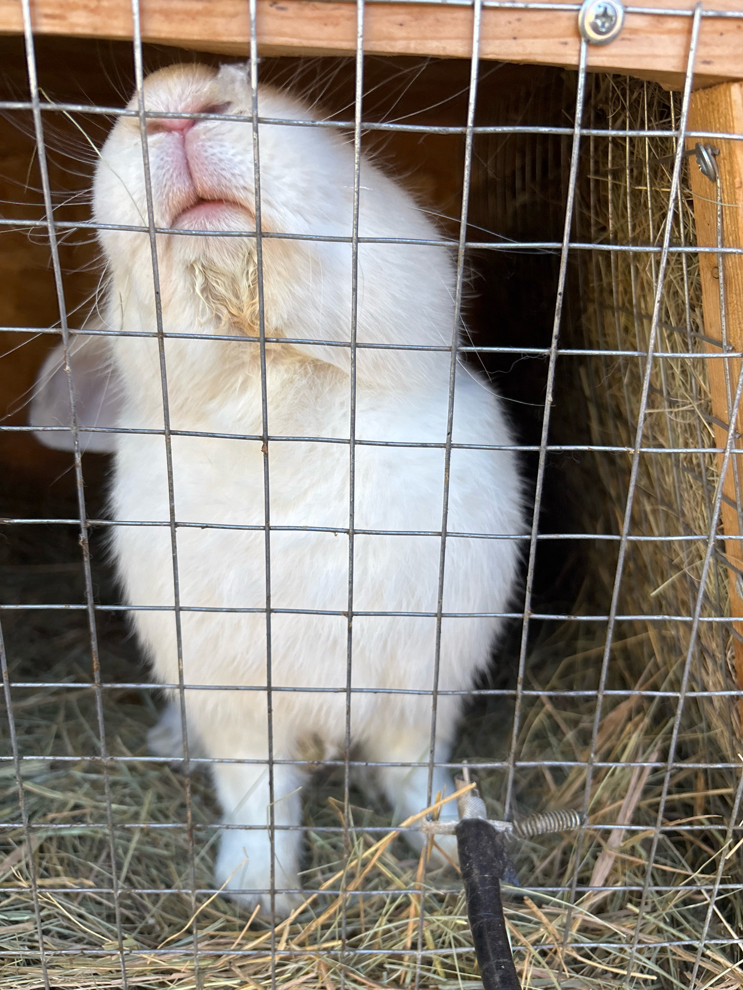 A white rabbit is inside a cage, with its head tilted back and its nose pointing upwards. The rabbit's fur is white, and its nose and mouth are pink. It is looking through the wire mesh of the cage. The cage appears to be made of wood and wire mesh, and it contains hay. The background is dark and out of focus. The image does not contain any information about the city of Orenburg, Russia.