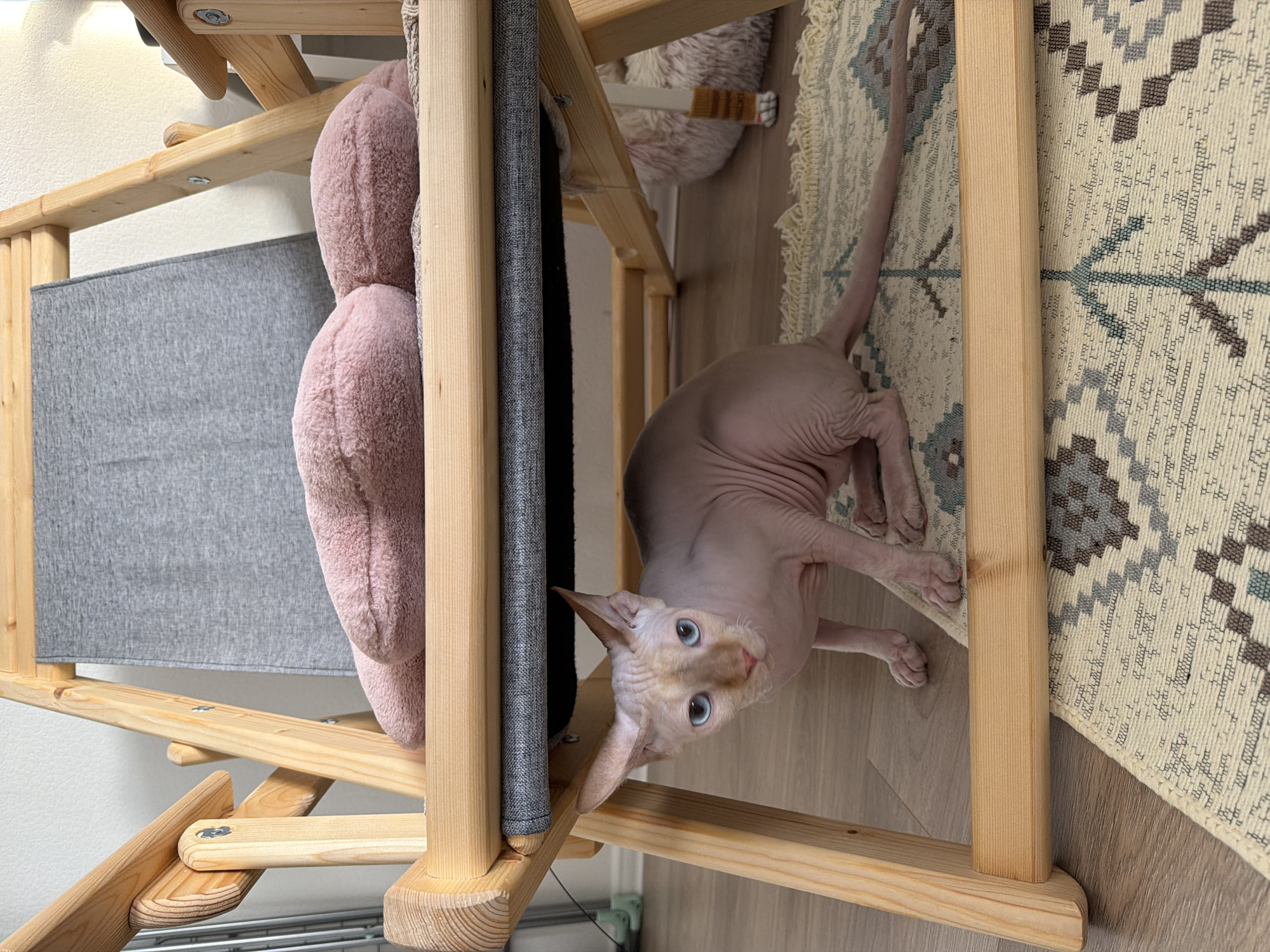 An indoor scene features a pale pinkish-tan Sphynx cat with clear blue eyes, crouched on a patterned rug underneath a light-colored wooden chair. The cat's large, pointed ears are upright, and its attention is directed towards the viewer. The wooden chair frame is constructed from light-toned, unfinished wood, showcasing visible grain and knots, supporting a gray woven fabric seat and backrest. A soft, pink, plush pillow rests on the chair's seat. The floor beneath the rug is made of light-colored wooden planks. The rug itself is cream-colored with geometric patterns in blue-gray and brown. A plain white wall forms the background. To the left, a portion of a metal drying rack is visible, along with a green object on the floor. To the right, a fluffy, light-colored pet bed is partially seen, alongside a furniture leg adorned with a yellow and brown striped cover. The scene is located in an unspecified indoor setting, reportedly in the city of Saint Petersburg, Russia.