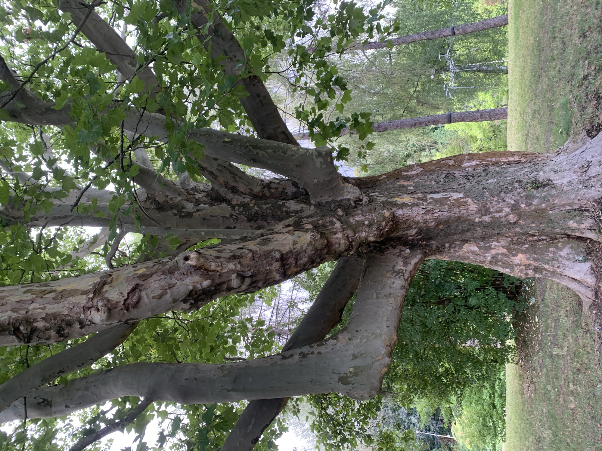 A large, mature London plane tree stands in a grassy park. Its trunk is thick and textured, with peeling bark in shades of gray, brown, and hints of yellow. Several large branches spread out from the trunk, some curving upwards and others horizontally. The leaves are a vibrant green, forming a dense canopy above. In the background, other trees are visible, some with tall, slender trunks and others with a more leafy appearance. The ground is covered in short, green grass, with some scattered dry leaves around the base of the tree. The overall scene is one of a tranquil, natural setting within a park. The image does not provide enough information to determine a specific location in the city of Lviv, Ukraine.
