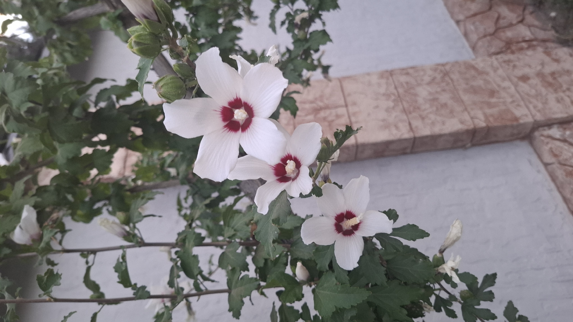 Three white hibiscus flowers with red centers bloom on a branch against a textured light-colored wall and some stonework. The flowers are in the foreground, with green leaves and buds visible. The scene appears to be outdoors, possibly in a garden or courtyard. There are no people or animals present. The lighting suggests it is daytime. The stonework is a light reddish-brown color and appears to be part of a building's foundation or a decorative pillar. The wall is a pale, muted color with a slight texture.