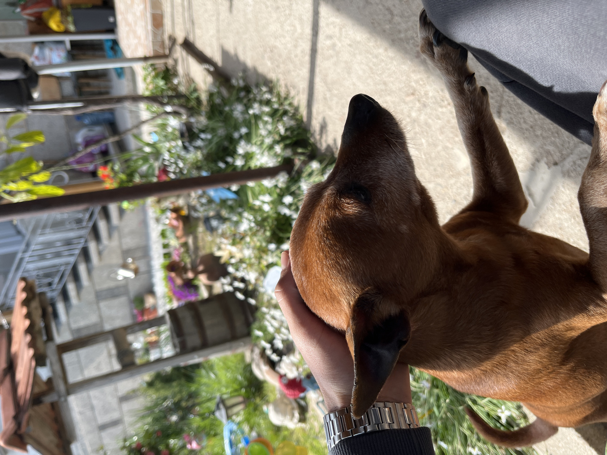 A close-up, angled shot depicts a brown dog being petted by a person wearing a silver wristwatch and a dark-colored jacket. The dog's head is tilted upwards, and its ears are visible. The person's hand is touching the dog's head. The background shows a sunlit outdoor area with vegetation, including small white flowers, and a blurred building structure with a red-tiled roof. The location is Karavelovo, Bulgaria.