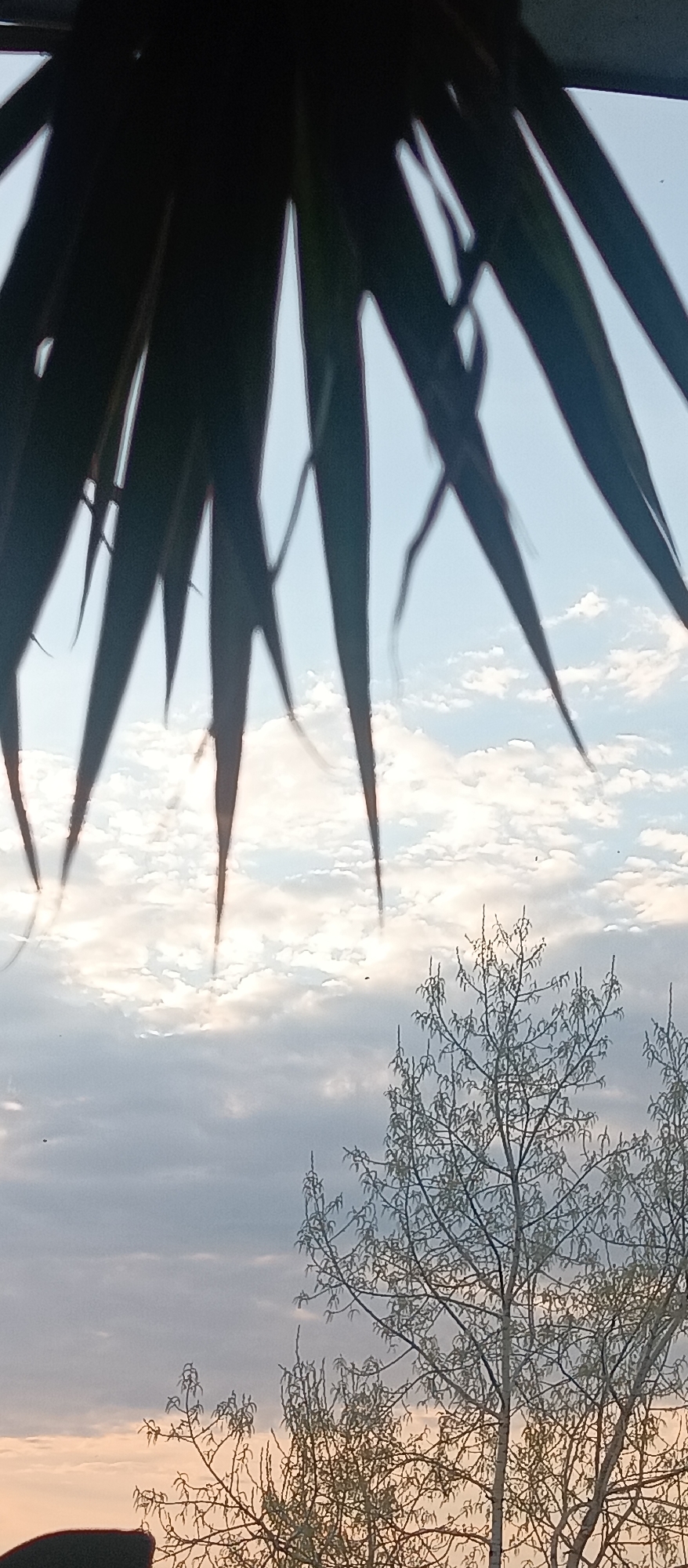 The image depicts a view of the sky with some tree branches and foliage partially obstructing the view. The sky shows a mix of clouds and patches of blue, suggesting partly cloudy conditions. In the foreground, the silhouettes of sharp, blade-like leaves, possibly from a palm tree, hang down from the top of the frame. Below this, a tree with bare branches and small leaves is visible. The scene appears to be outdoors, and the quality of light suggests it might be near dawn or dusk. The location is labeled as Unknown, Unknown, indicating that the city and region are not specified.