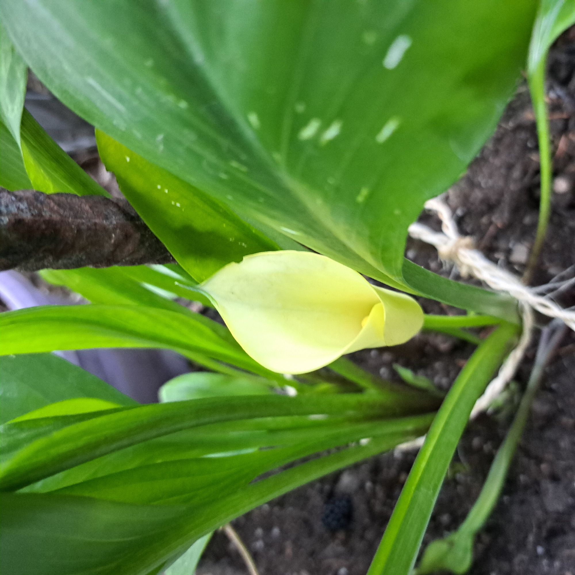 An extreme close-up shot focuses on a single, pale yellow calla lily bloom, partially unfurling amongst lush green leaves and a dark, rough-textured post. The background is softly blurred, showing dark soil speckled with what appears to be mulch or small pebbles. A white, twisted string is visible, tied around the base of the plant. The lighting is diffused, creating subtle shadows and highlights on the leaves and bloom. The setting is an outdoor environment, likely a garden or potted plant display.