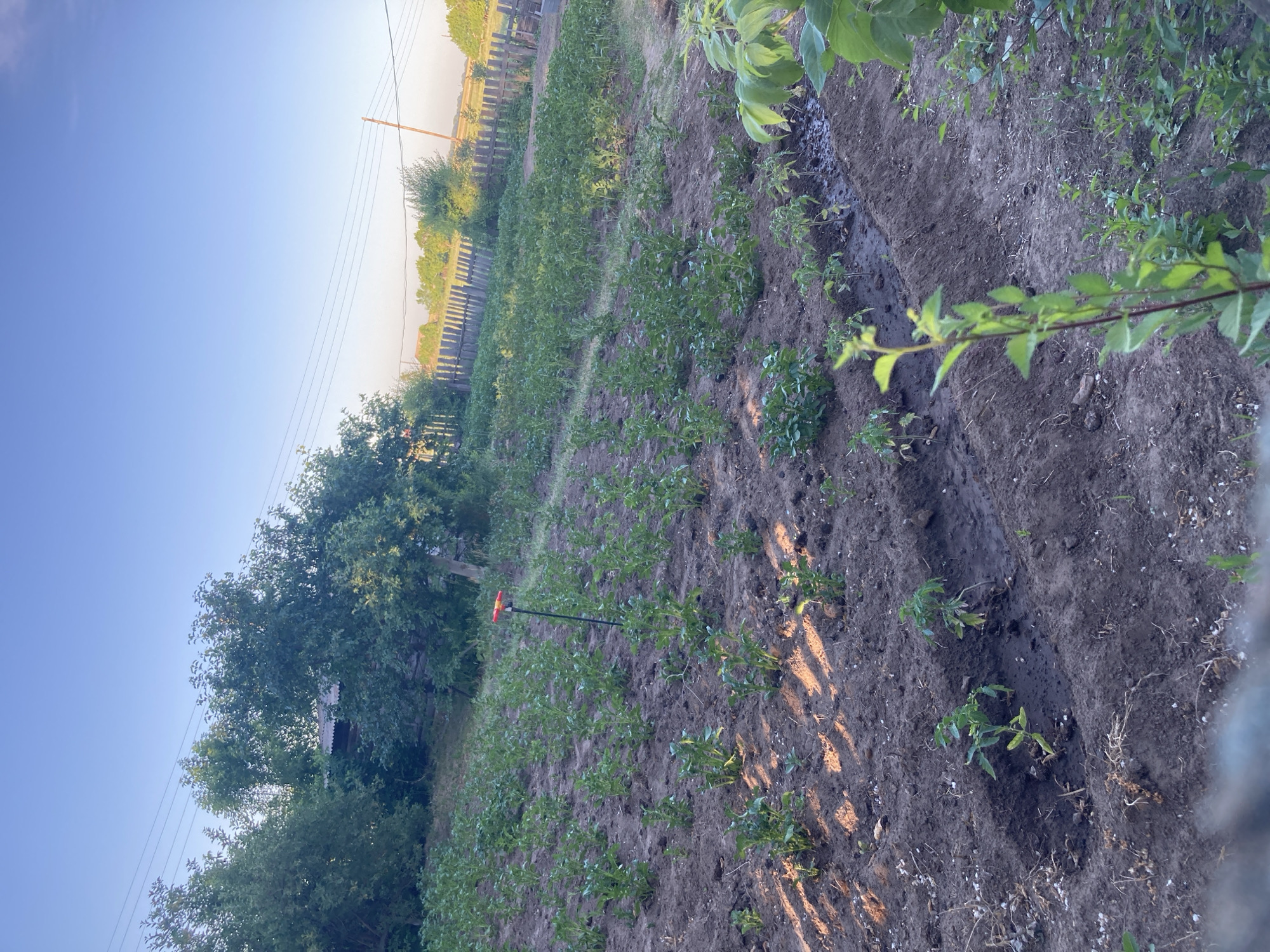 This is a medium-shot, eye-level, outdoor, natural light, portrait orientation photograph taken in Rakity, Russia. The scene depicts a garden area with rows of young plants in dark soil. In the foreground, the plants are small and have green leaves. Further back, the rows of plants are more numerous and appear to be slightly larger. A black pole with a red and yellow attachment stands vertically in the middle ground of the garden. Behind the garden, a wooden fence runs horizontally across the frame, separating the garden from a field or more distant vegetation. Trees with green foliage are visible on the left and right sides of the image, with a building partially obscured by trees in the background on the left. The sky is clear and blue, with a hint of haze near the horizon. Power lines are visible in the sky. The overall impression is of a rural agricultural setting.