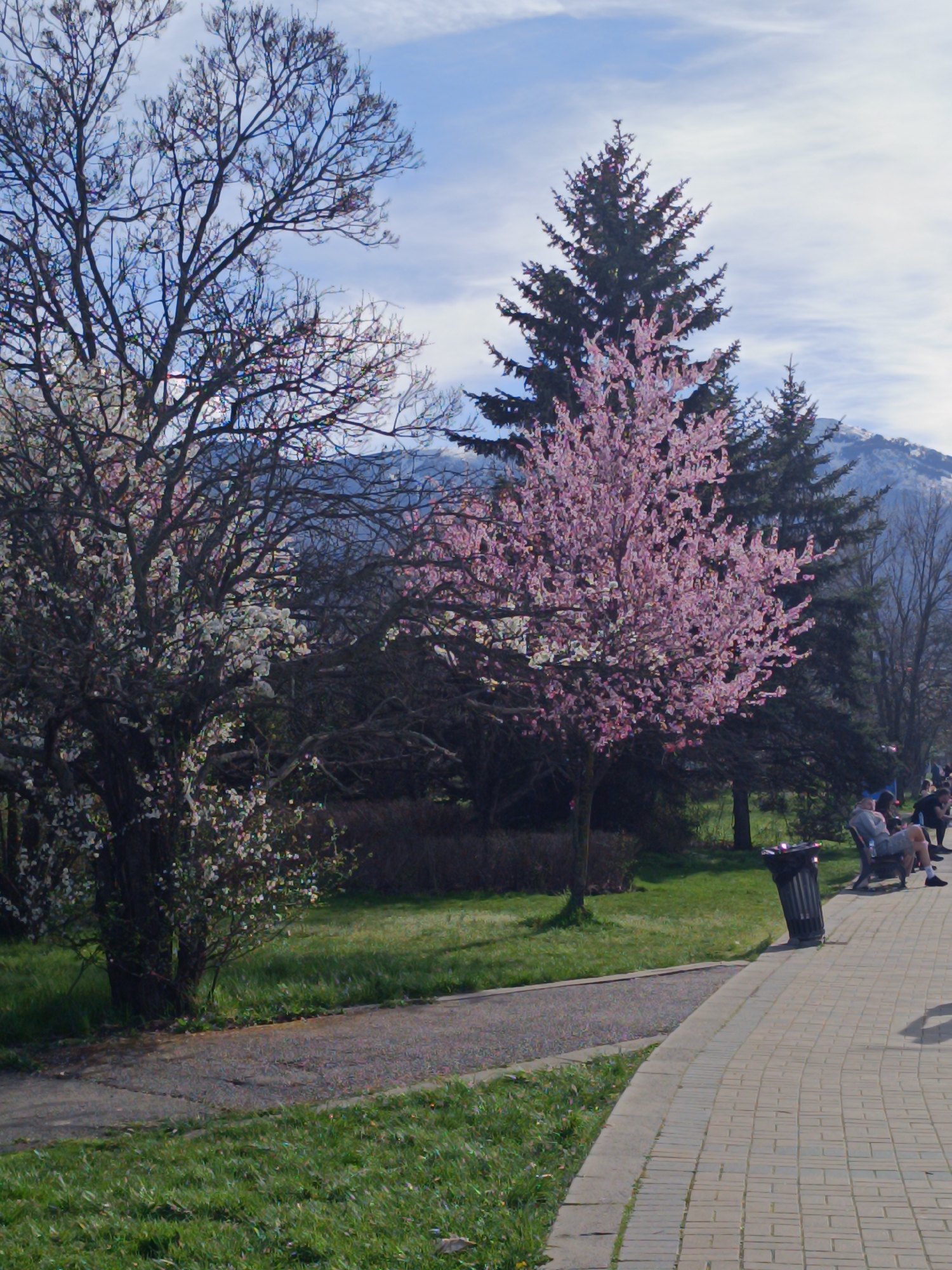 The image depicts a park scene in Sofia, Bulgaria, characterized by blooming trees and paved walkways. A large tree with white blossoms is prominent on the left, while a pink blossoming tree stands to the right. Evergreen trees are also visible in the background. In the distance, a mountain range is partially visible. A concrete paved pathway curves through the scene, with a trash bin situated along its edge. Several people are seated on a bench along the pathway. The weather appears clear and sunny.