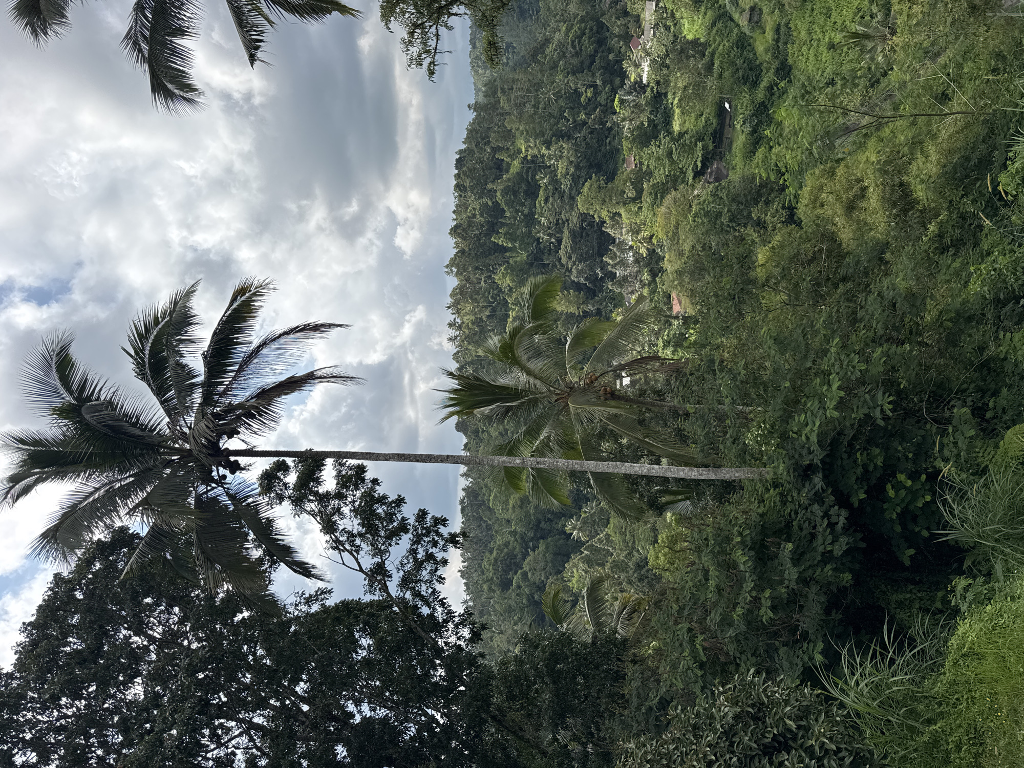 The image depicts a lush, tropical landscape in Rendang, Indonesia. A palm tree stands prominently in the foreground against a backdrop of dense vegetation. The sky is overcast with cloudy formations. The trees are covered in dense vegetation. The image is oriented in a vertical position.