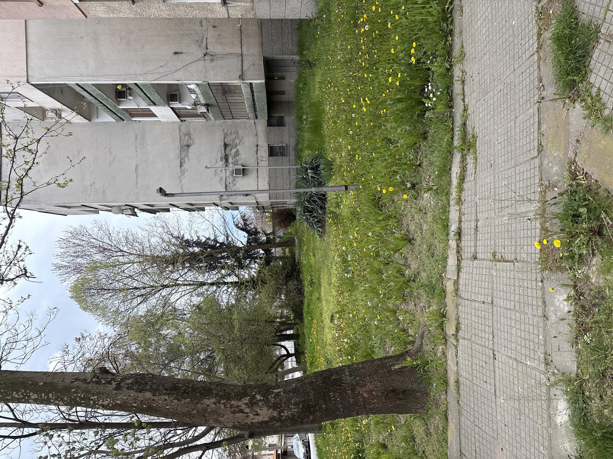 This daytime image captures a residential street scene in Panagyurishte, Bulgaria, during spring or early summer. The photograph is taken from a low angle, looking upwards and across the scene.
On the left, a multi-story apartment building with a weathered, light grey facade dominates. It features multiple windows, some with green awnings or detailing, and several external air conditioning units. Exposed electrical wires run along parts of the building. The architecture suggests an older, utilitarian style common in the region.
To the right of the building, a wide strip of vibrant green grass stretches across the frame, heavily dotted with numerous bright yellow dandelions and some smaller white daisies, indicating lush spring growth. A grey concrete sidewalk with a grid pattern runs parallel to the grassy area, showing signs of wear and some weeds growing through cracks.
Further to the right and in the foreground, the sturdy trunk of a large tree with textured bark rises, its branches, bearing fresh green leaves, extend towards the sky. Beyond the grassy area, a row of other deciduous trees, also with new foliage, creates a green canopy against a partly cloudy sky. A black lamppost stands in the middle ground, near the base of the apartment building.
No people are visible, and no specific activity is taking place, creating a quiet, everyday urban landscape. There is no visible text. The overall impression is one of typical urban greenery contrasting with aging architecture on a bright, possibly overcast, day.