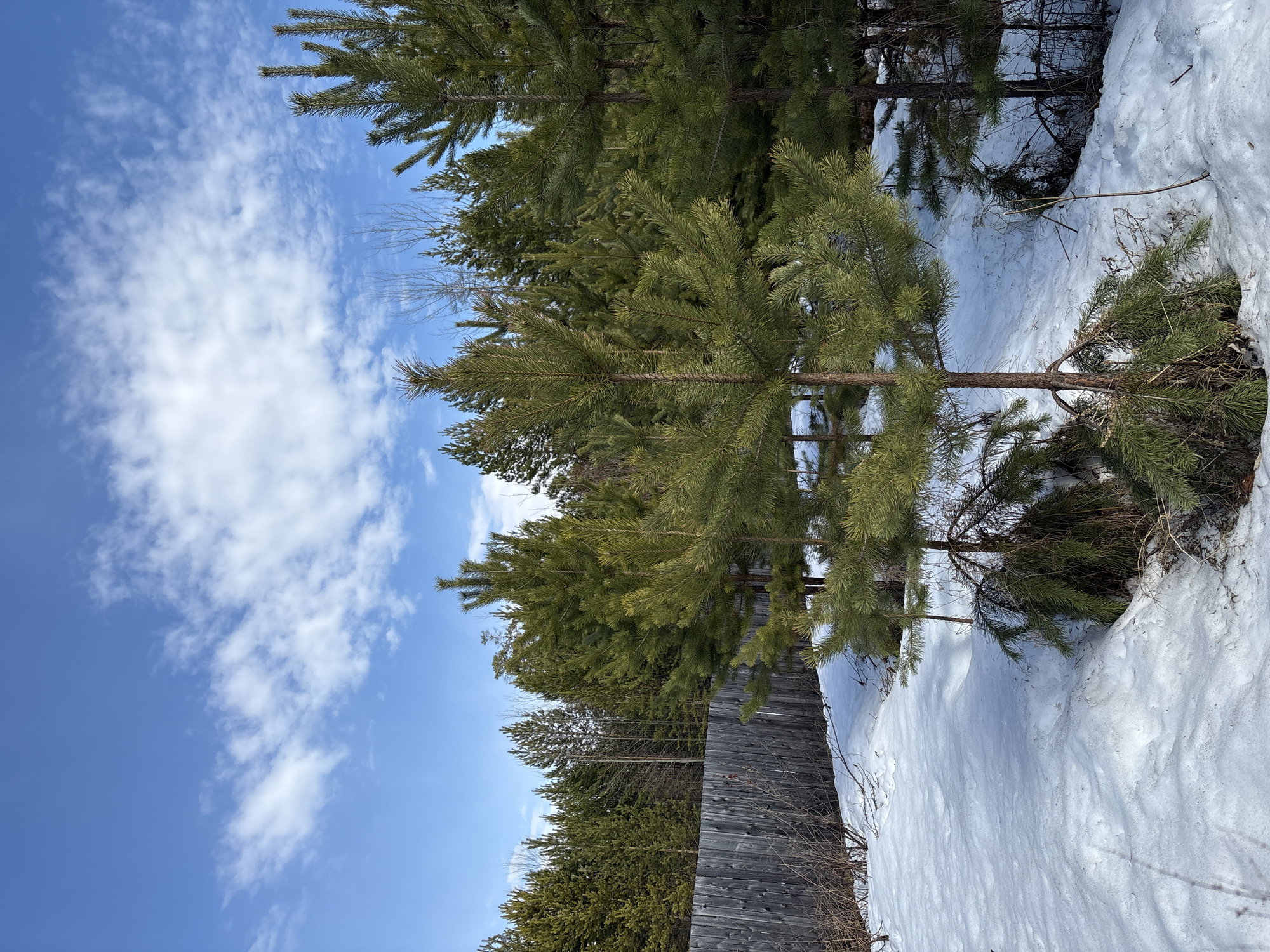 This outdoor landscape photograph, captured in Zheleznodorozhny, Russia, depicts a serene winter or early spring scene under a bright blue sky. The image is composed of a dense collection of evergreen pine trees, snow-covered ground, and a wooden fence.
The upper portion of the frame features a clear, vivid blue sky dotted with scattered, wispy white cumulus clouds, indicating a bright and sunny day. Below the sky, numerous tall pine trees with lush green needles fill the mid-ground and extend towards the top of the image. Their robust trunks are visible, some partially obscured by the foliage or snow.
The lower half of the photograph is dominated by a thick blanket of white snow covering the ground. The snow is unevenly distributed, forming drifts and textured surfaces, suggesting varying depths and possibly recent melting or wind patterns. Some sparse, dry branches and twigs protrude from the snow or near the tree bases. A rustic, weathered wooden fence, consisting of vertical gray planks, runs horizontally across the lower-middle section of the image, separating the immediate snow-covered foreground from a denser cluster of trees behind it. These background trees include both evergreens and some deciduous trees with bare branches, characteristic of the colder season.
No human or animal activity is visible, making it a peaceful, static natural scene. The time of day appears to be daytime due to the clear lighting. There is no visible text in the image.
