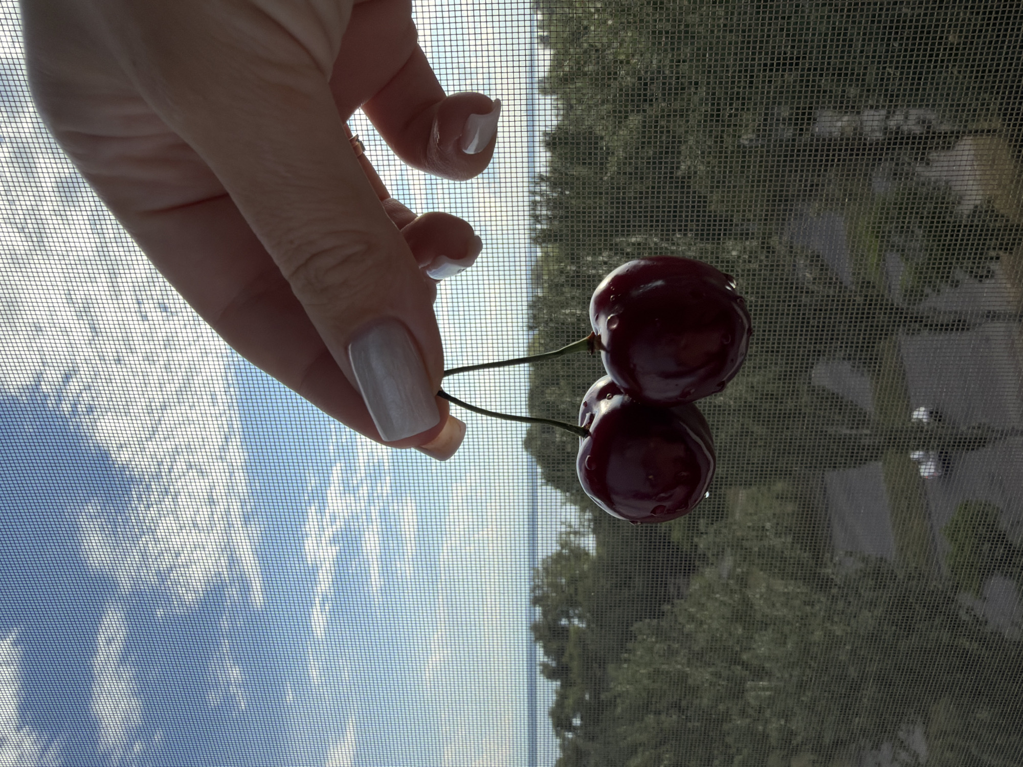 A close-up, medium shot shows a person's hand holding two ripe cherries by their stems. The cherries are dark red and have water droplets on them. The hand is positioned in the upper right quadrant of the image, with manicured fingernails painted a light, pearlescent white. The background is a view through a window screen, showing a bright blue sky with scattered white clouds. Below the sky, there is a line of green trees and a glimpse of water. Further down, a paved area with some cars is visible, suggesting an outdoor setting within a city. The overall lighting suggests it is daytime, possibly late afternoon due to the soft sunlight.