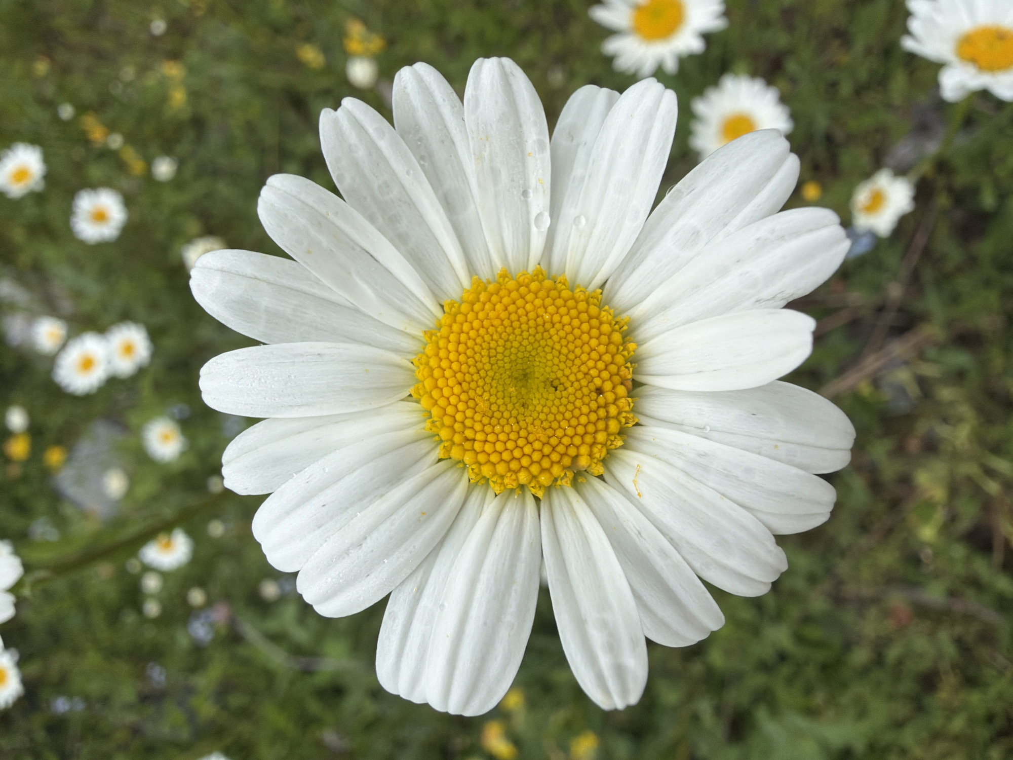 A close-up, top-down shot captures a white daisy with a vibrant yellow center, its petals lightly speckled with water droplets. The daisy is the focal point, positioned centrally in the frame. In the background, a soft focus reveals a meadow filled with more daisies and green foliage, suggesting a natural, outdoor setting. The image does not contain any people, specific landmarks, or visible elements that would indicate its location within the city of Mestia, Georgia. The scene is serene and depicts a common wildflower in its natural habitat.