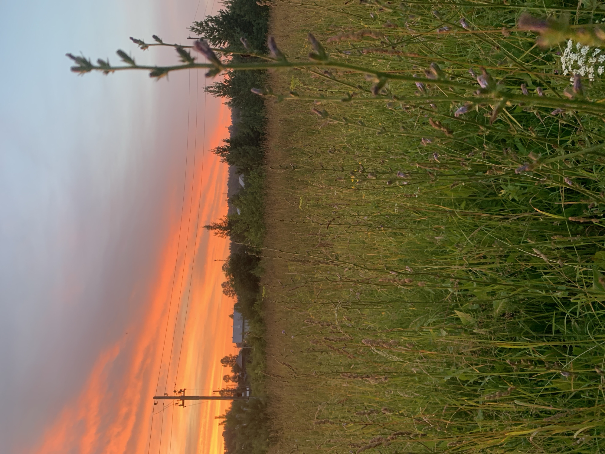 The image depicts a field of tall grass and wildflowers in Sergeevo, Russia, at sunset. The sky is a vibrant orange and pink, with streaks of clouds illuminated by the setting sun. A telephone pole with power lines stands to the left of the frame, with trees and a small house visible in the distance. The foreground is dominated by the dense vegetation, with several tall stalks of grass and wildflowers in focus. The overall impression is one of a serene and natural landscape.