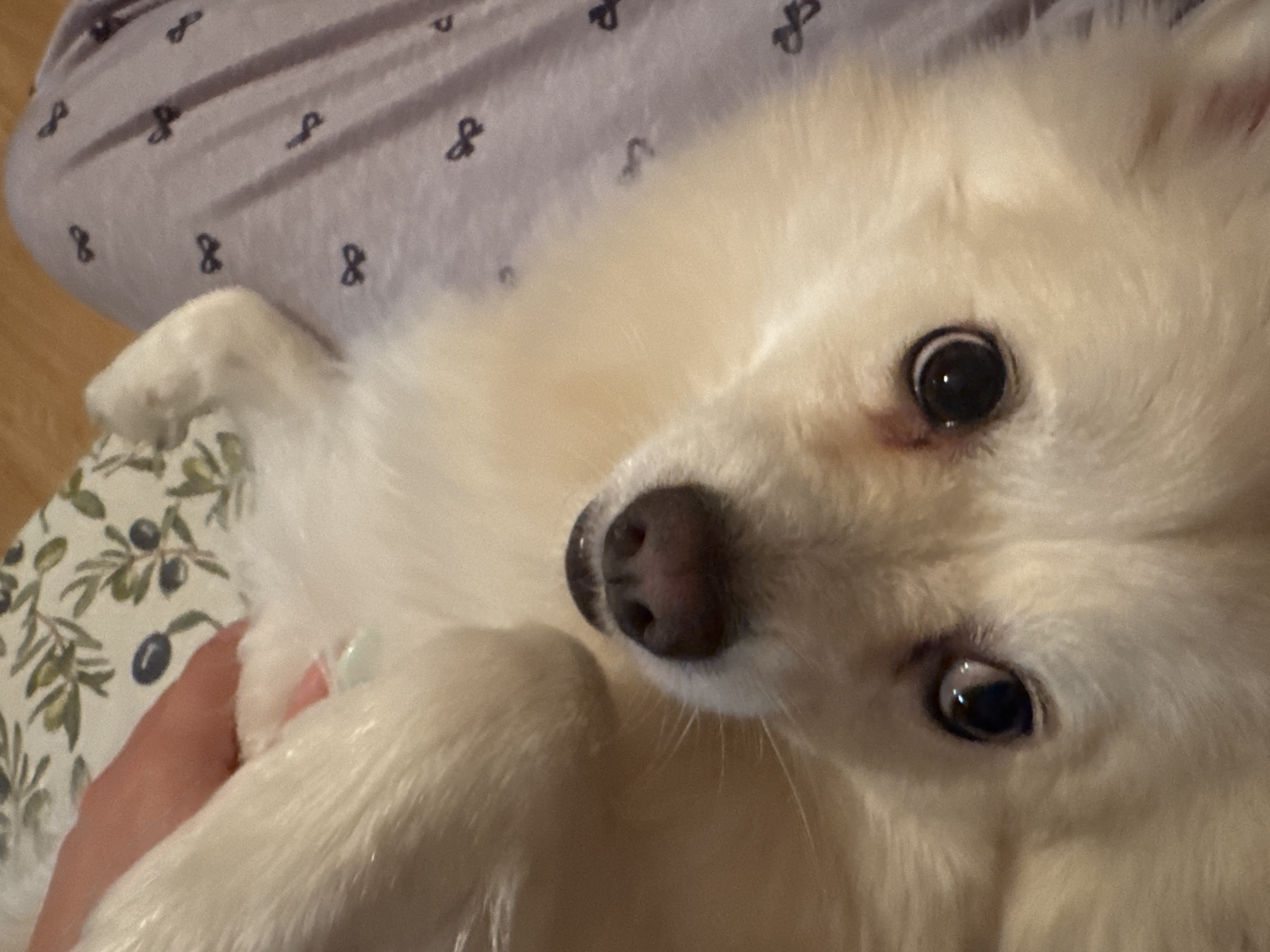 A close-up, slightly angled shot features a small, white, fluffy dog with dark eyes and a dark nose. The dog's face dominates the frame, positioned slightly off-center. A hand is partially visible, holding one of the dog's paws. In the background, two different fabrics are present. One is a light purple color with a repeating "and" symbol pattern, and the other is a light-colored fabric with a leafy, olive-branch-like pattern. The photo does not provide any information about the location in Sofia, Bulgaria.