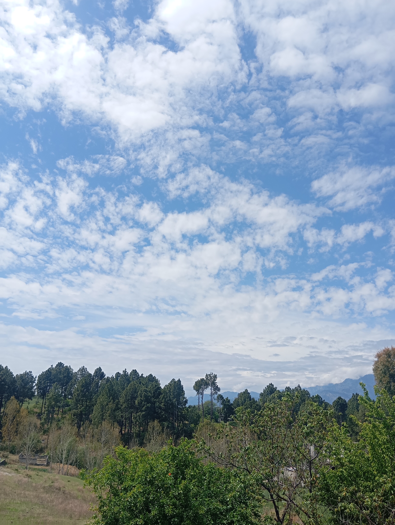 The image depicts a landscape in Lassan, Pakistan, under a partly cloudy, blue sky. The foreground features green trees and shrubs. A sloping field with dry grass leads up to a dense forest of coniferous trees in the midground. In the distance, muted mountain peaks are visible beneath a layer of clouds.