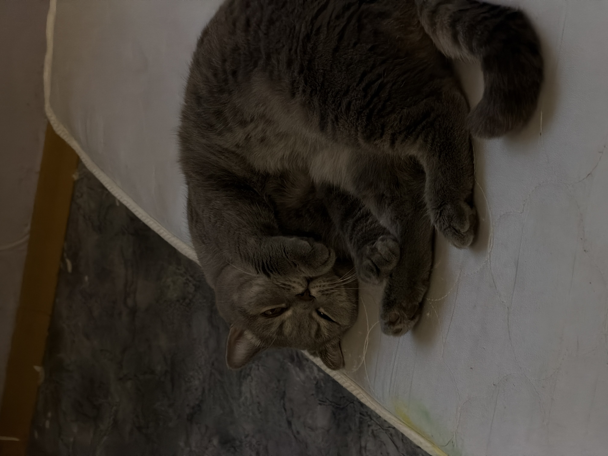 A gray cat is lying on its back on a white mattress. The cat is curled up with its paws near its face. The setting is in a domestic environment. There is no indication that this image was taken in Perm, Russia.