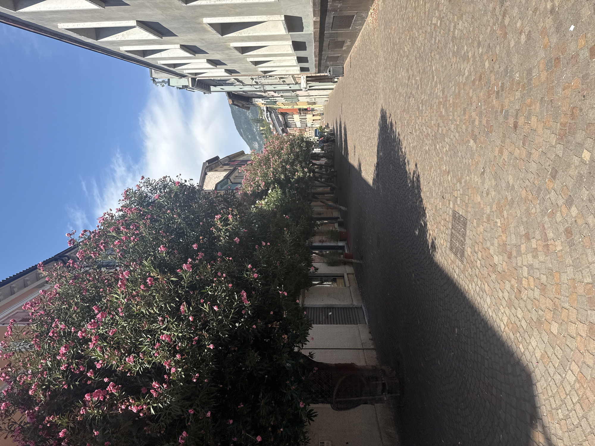 The image captures a street scene in Trento, Italy, on a bright, sunny day with scattered clouds. The street is paved with cobblestones, forming a pattern that suggests a curved path. On the left side of the street, large trees with abundant pink flowers line the sidewalk, casting shadows onto the cobblestones. The buildings on the left appear to be older, with visible storefronts and windows.
On the right side of the street, modern buildings with a light-colored facade and distinctive triangular window designs dominate the view. The architecture on this side suggests a more contemporary style compared to the buildings on the left. Further down the street, the perspective draws the eye towards a vista of colorful buildings and a distant mountain range under the blue sky. A trash bin is visible on the right sidewalk. No people are clearly discernible in the foreground, though there appear to be some figures and outdoor seating further down the street. The overall impression is a picturesque European street, likely in a pedestrianized area, with a blend of historic and modern architectural elements.