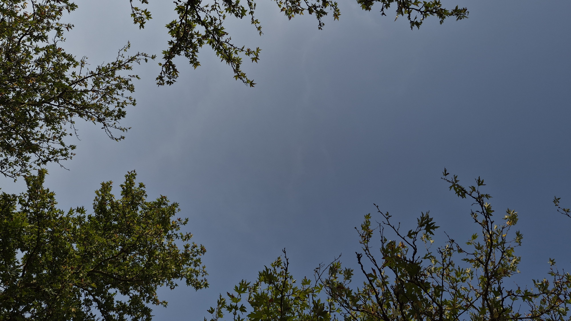 The image shows an upward view of a clear blue sky framed by the branches and leaves of several trees. The foliage is lush and green, suggesting a spring or summer setting. The trees are positioned in the corners and bottom of the frame, creating a sense of looking up through a canopy. The light appears to be natural daylight, with no artificial elements visible. The image is devoid of any human presence or man-made structures.