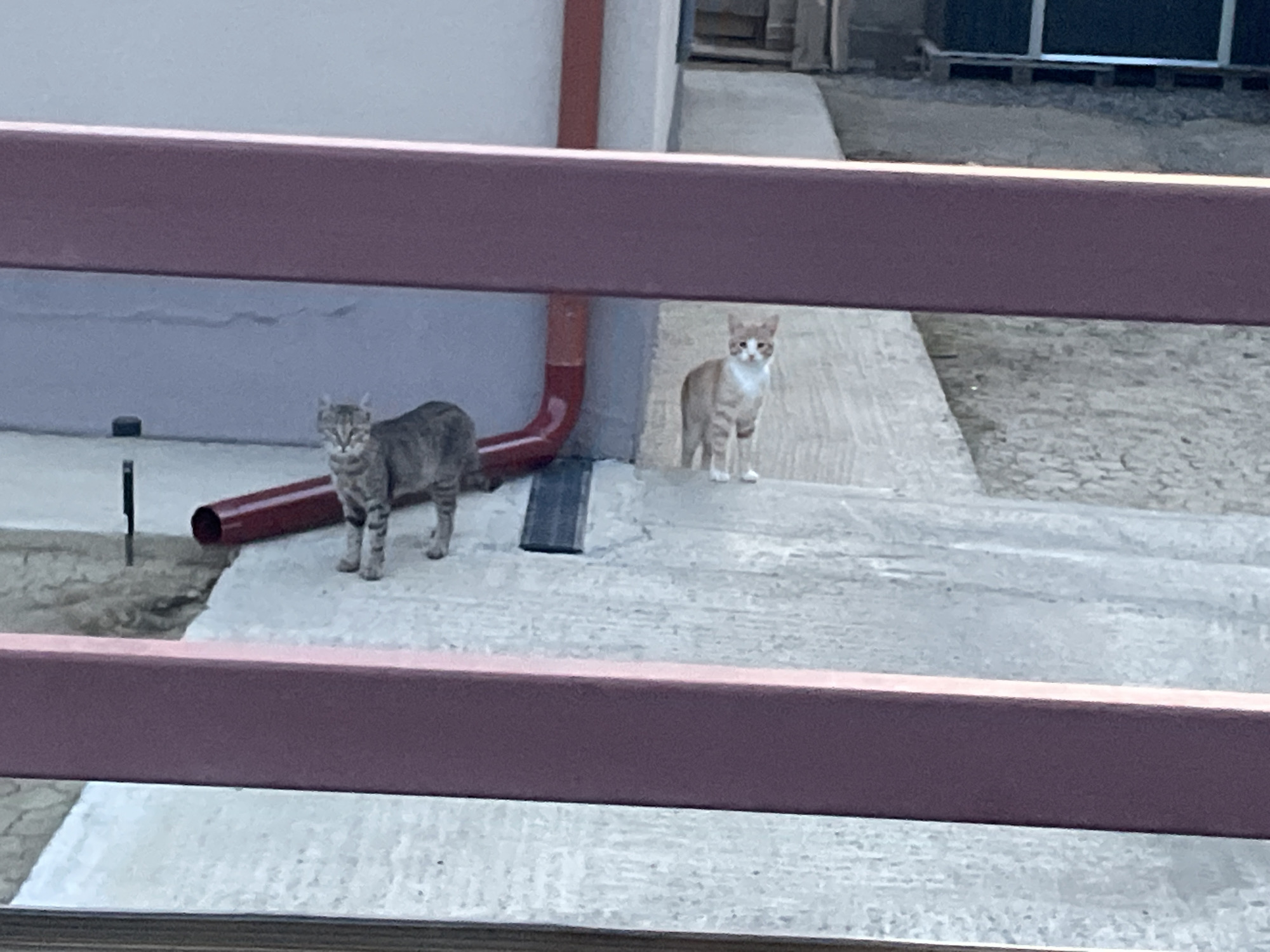 In Bârnova, Romania, two cats are visible in an outdoor setting, partially obscured by a purplish-red railing in the foreground. To the left, a tabby cat stands on a concrete surface, facing forward. To the right, a ginger and white cat is also standing on the concrete, facing the camera. A red downspout is present to the left of the ginger and white cat. The background shows a light-colored wall and a dark structure.