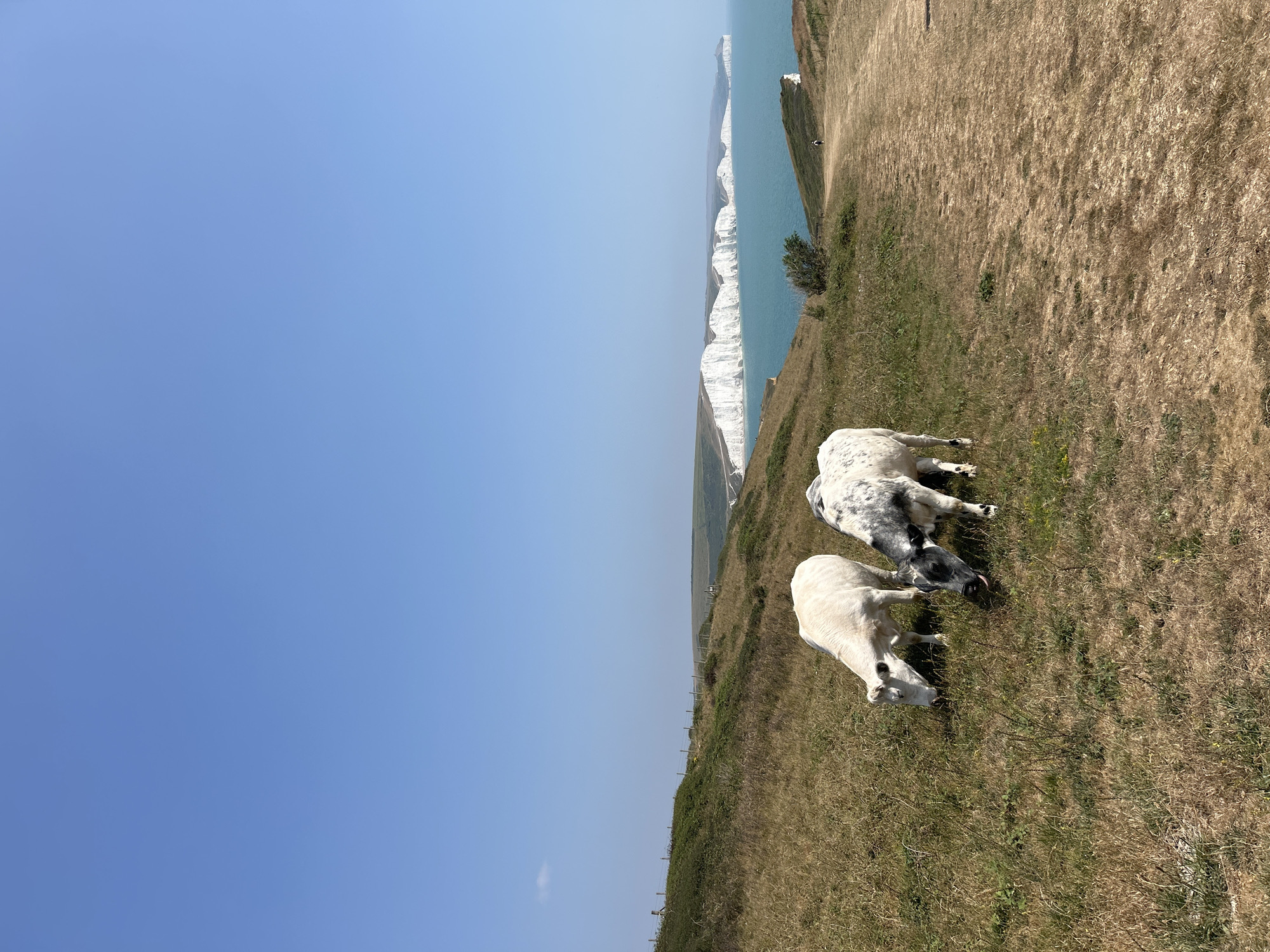 Two cows graze on a grassy hillside with the white chalk cliffs of the Seven Sisters and the English Channel in the background. The sky is clear and blue. A dirt path runs along the right side of the frame. A small white structure, possibly a lighthouse, is visible in the distance on the coastline. In the foreground, the dry, sun-bleached grass suggests a warm, sunny day. One cow is predominantly white, while the other is white with black speckles. Both appear to be grazing, with their heads down. The scene captures a picturesque view of the natural landscape near Seaford, United Kingdom.