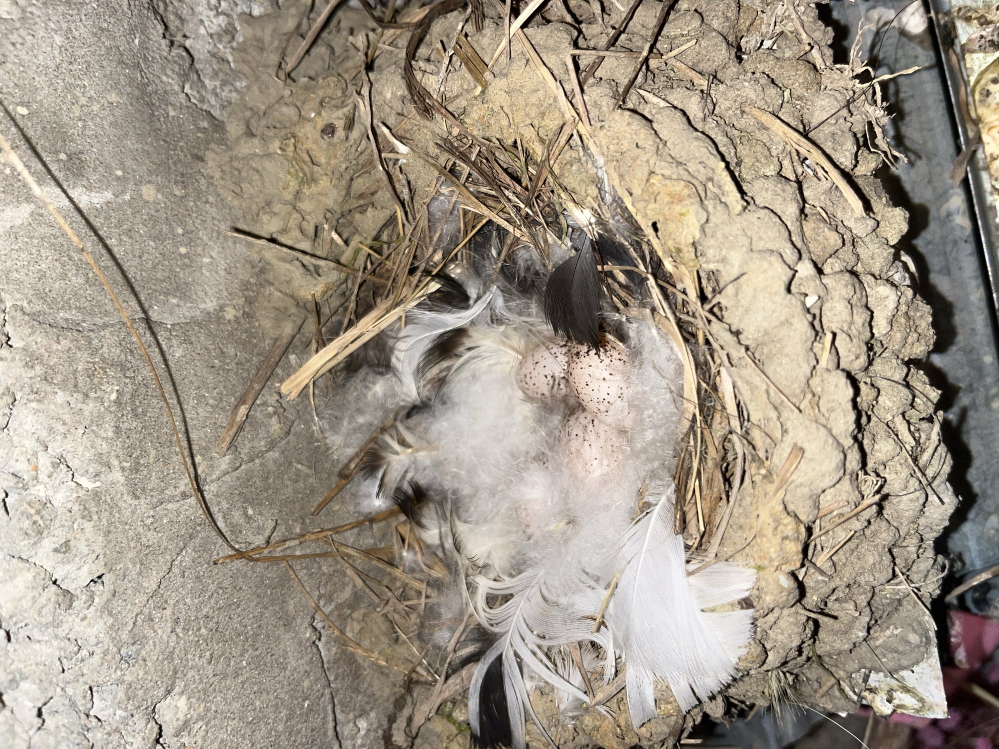 A bird's nest is built on a rough concrete surface next to what appears to be a mud or mortar structure. The nest is composed of twigs, straw, white feathers, and dark feathers. Several speckled eggs are nestled within the feathers. The location is likely in Kaspiysk, Russia.