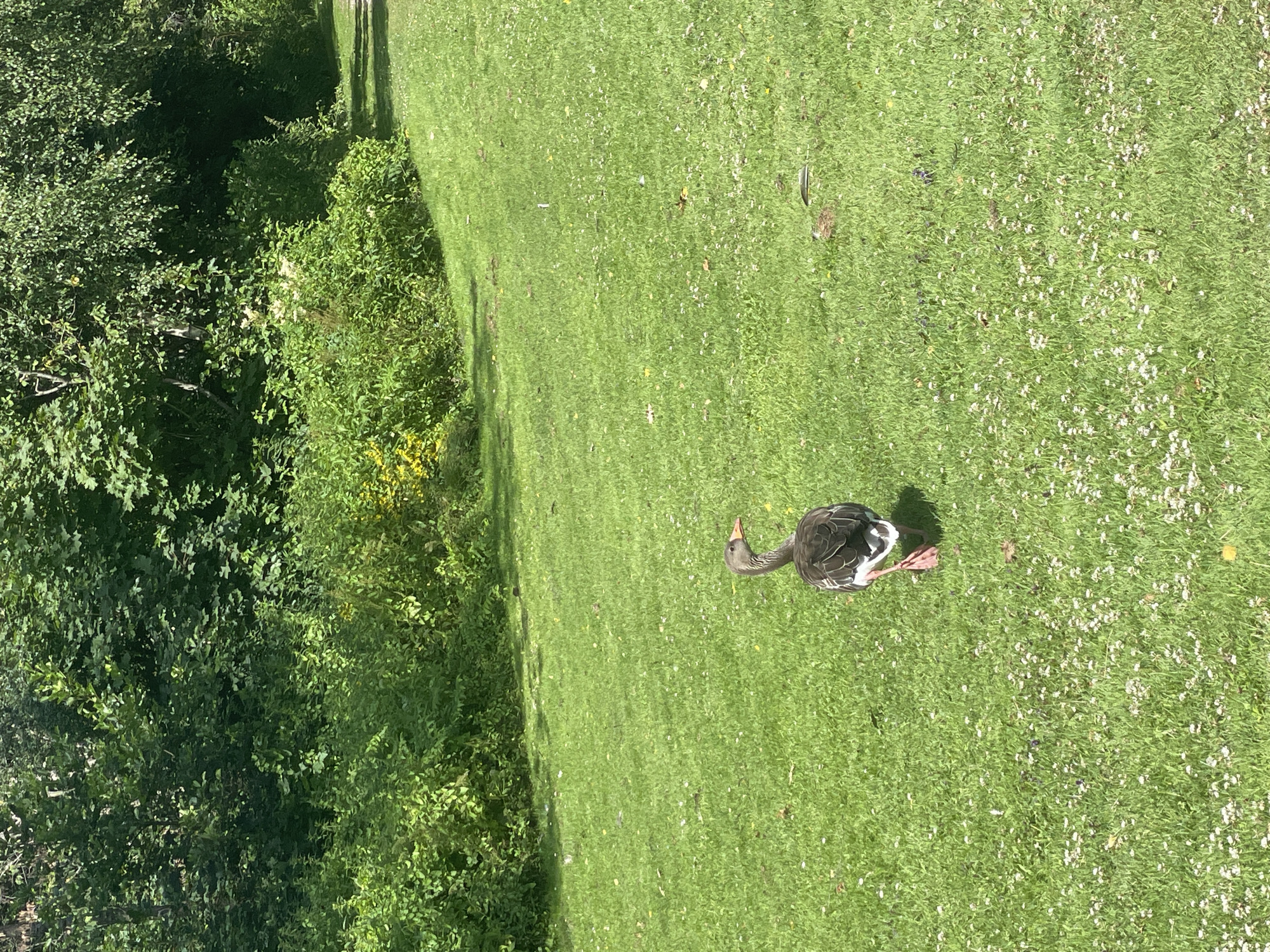 A goose is walking on a grassy area with small white flowers. The goose is facing away from the camera, and its body is mostly dark brown with some white feathers on its rump. It has orange feet and a dark bill with a reddish-orange tip. In the background, there are trees and bushes. The ground is covered in green grass and scattered with small white flowers. The scene appears to be outdoors in a park or natural area. No specific location in Horsens, Denmark can be determined from the image.