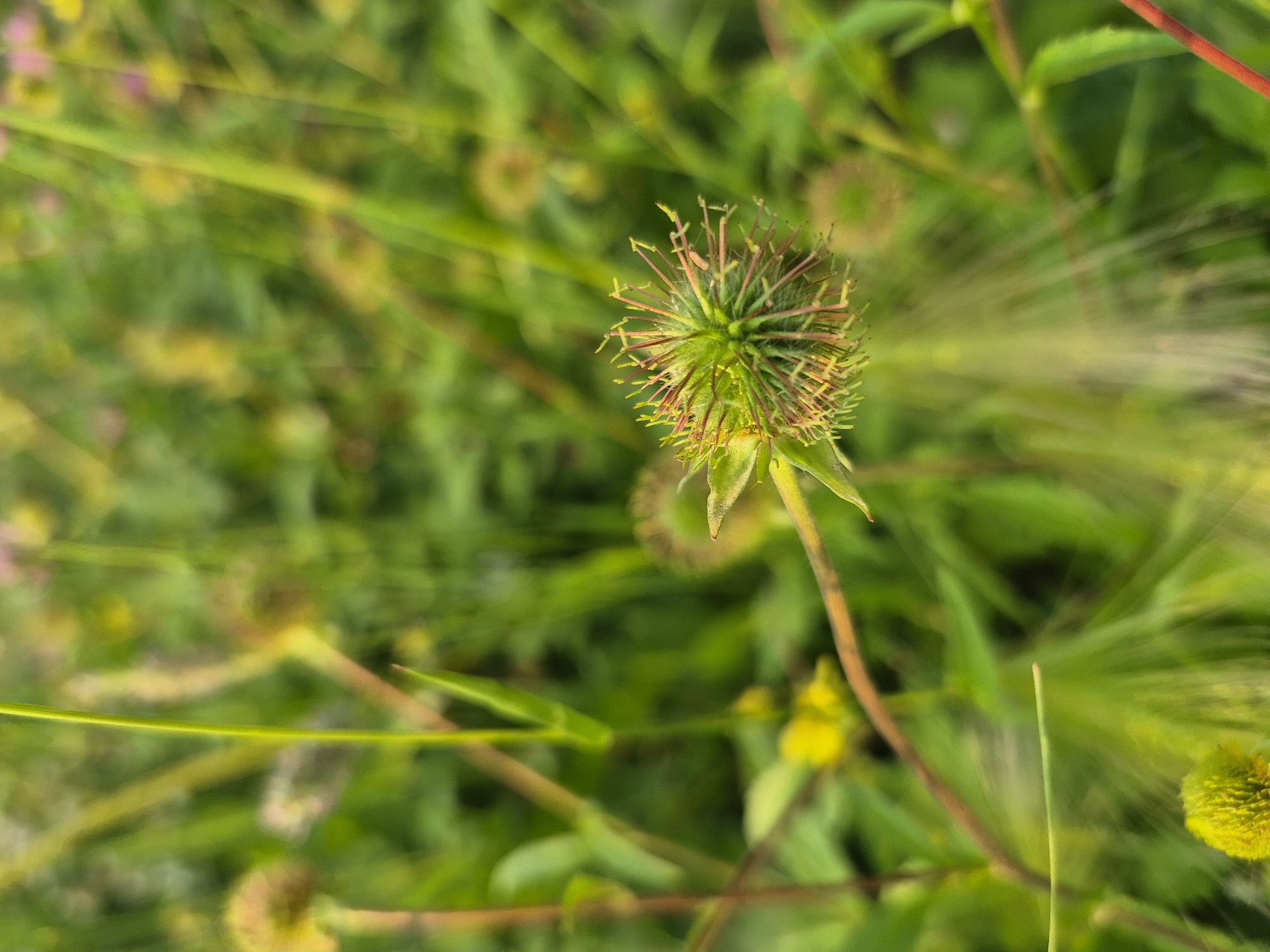 This media file is a close-up, eye-level photograph of a green, spiky seed head of a plant in a natural outdoor setting. The seed head is the primary subject, positioned slightly to the right of the frame's center, and is in sharp focus. It appears to be a dried or developing seed pod, with numerous thin, bristle-like structures radiating outwards from a central core. These bristles are a mix of green and reddish-brown hues, suggesting a transition from a flowering state to seed dispersal.
The background is a blur of green foliage, with hints of yellow and soft pink, indicating other plants or flowers in the vicinity. The depth of field is shallow, effectively isolating the seed head and drawing the viewer's attention to its intricate detail. Several blurred circular shapes in the background may represent other seed heads or flower blooms. The lighting suggests it is daytime, likely under natural sunlight, as indicated by the bright highlights and the overall luminous quality of the scene. There is no discernible text within the image. The overall impression is one of nature in its subtle, detailed form, likely captured in a meadow or garden environment during a warm season. The location context of Nyagan, Russia, suggests a temperate climate and the presence of native flora.