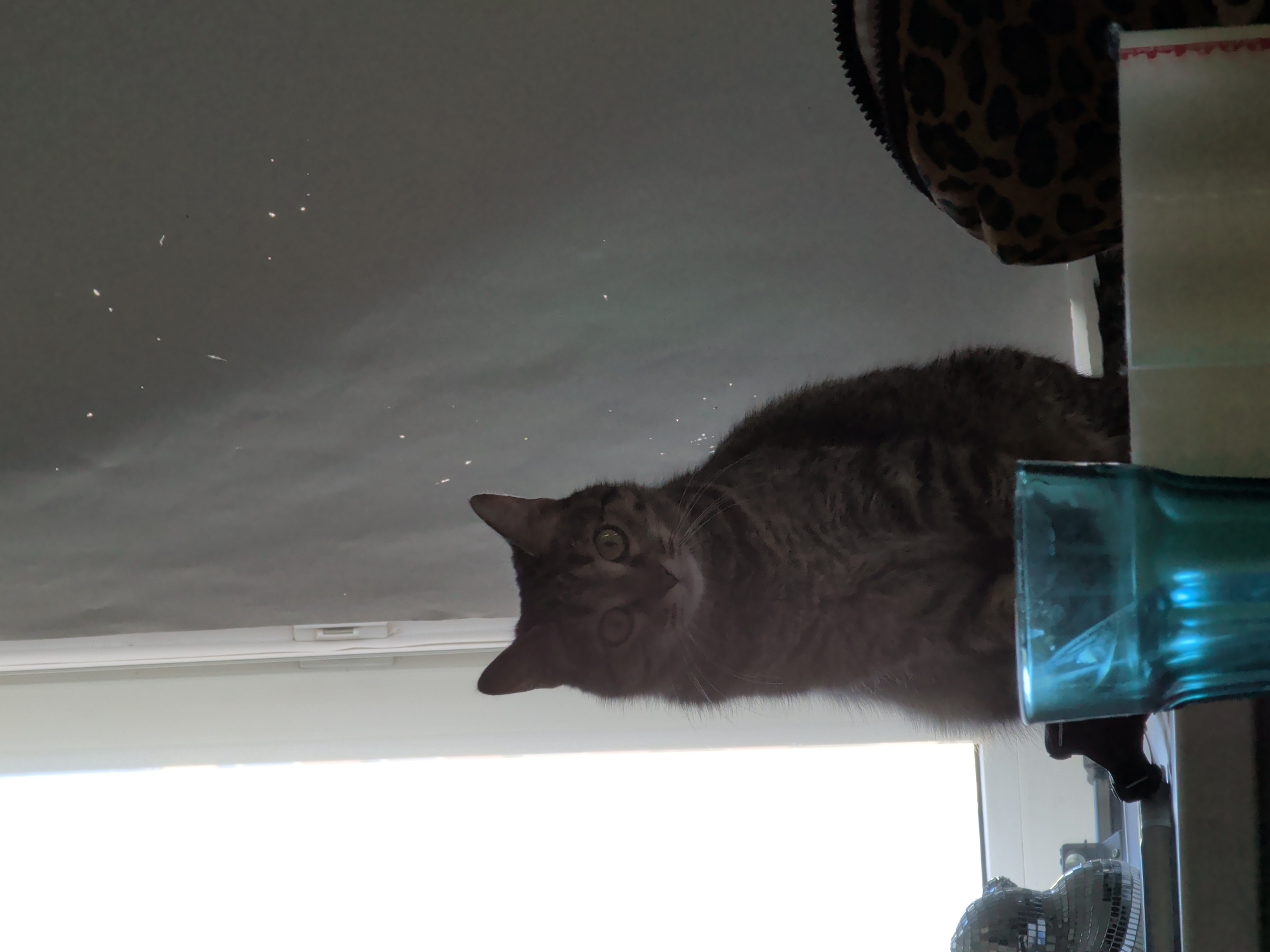 The image depicts a domestic cat sitting on a windowsill. The cat, a tabby with gray and brown fur, is looking directly at the camera with its eyes wide open. To the left of the cat, a part of a small, disco ball-like object is visible. In the foreground, a blue glass filled with liquid is prominently displayed. To the right of the cat, a leopard-print bag is partially visible. The background consists of a window with bright light streaming in from the left, and a plain, dark gray wall with scattered dust or glitter on the right. The setting appears to be indoors, likely a residential interior. There is no indication of the city of Dikaya Gar', Russia, within the image itself.