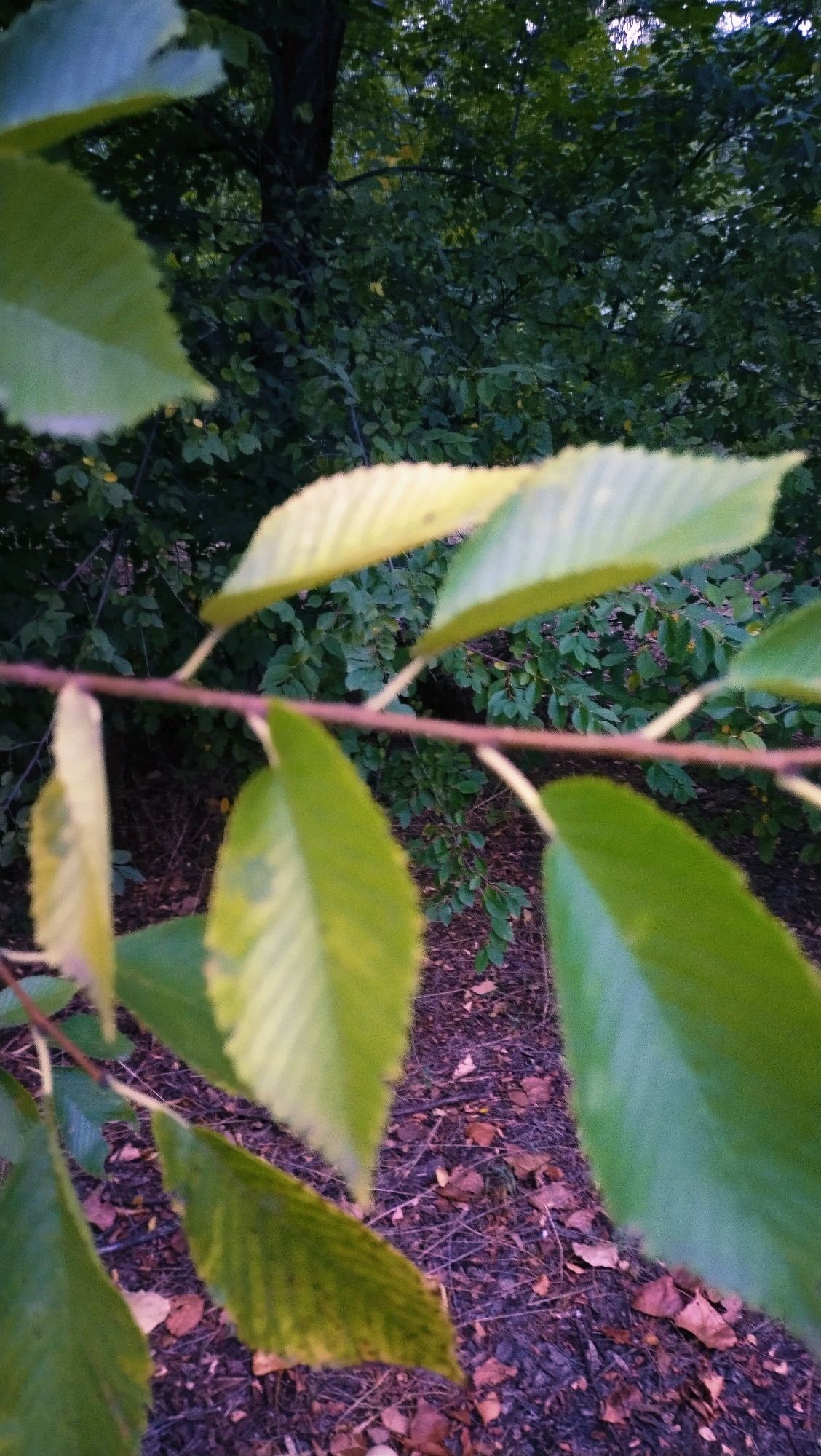 The image depicts a close-up view of tree branches and leaves, with a blurred background of foliage and a tree trunk. The leaves are in various stages of color, with some appearing green and others yellowing, suggesting an autumnal setting. The ground is covered with fallen leaves and twigs. The scene is outdoors, in what appears to be a wooded area or park. There are no people or animals visible in the image. The lighting suggests it may be overcast or late in the day. The location of Horishni Plavni, Ukraine is not discernible from the visual information provided in the image.