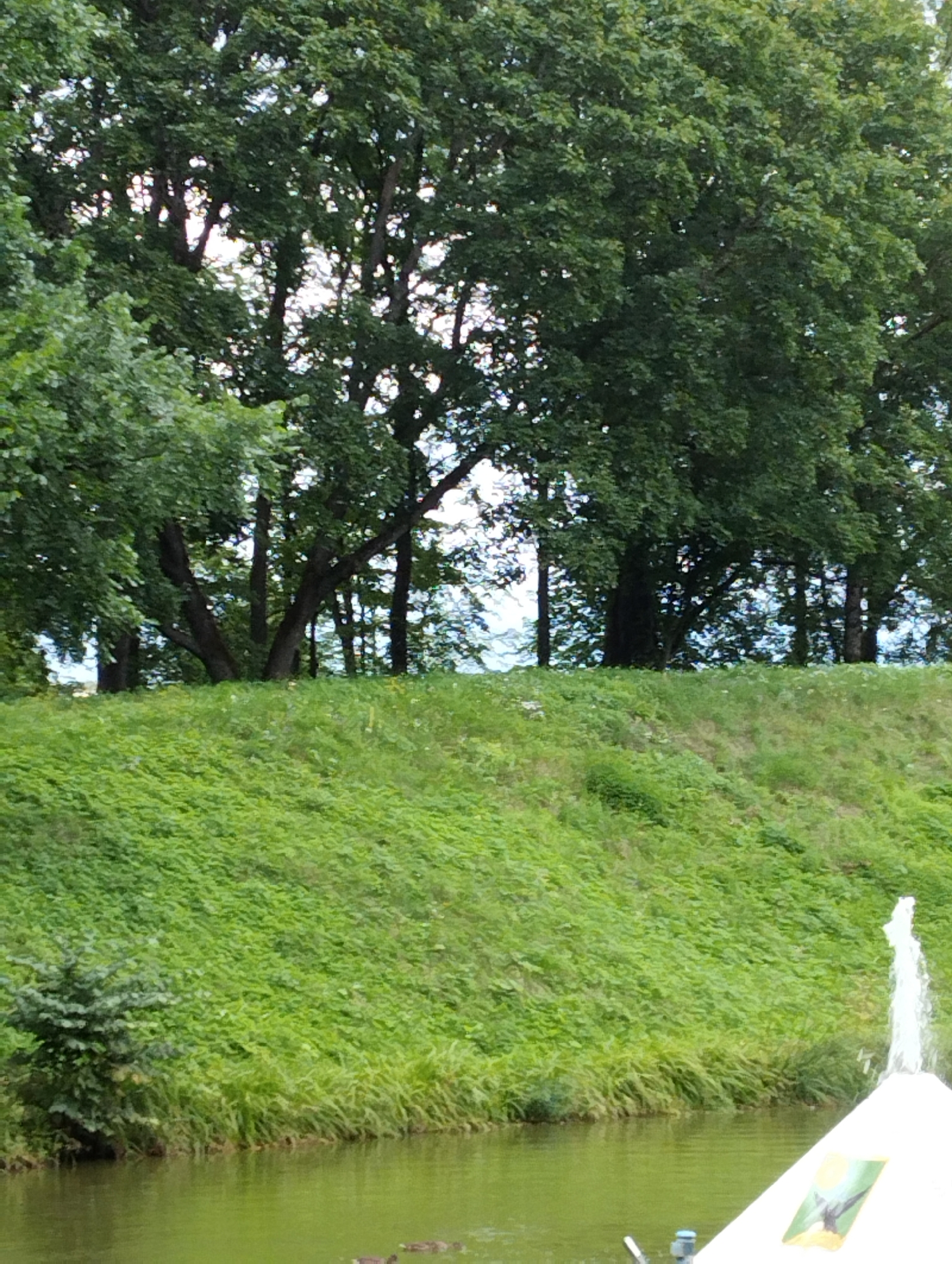 A bright, overcast day is captured in this medium shot of a park. The foreground features a body of calm, greenish water, with a small portion of a white triangular structure with a colorful emblem visible on the right. Beyond the water, a steep, lush green grassy slope rises, dotted with small white flowers. The middle ground is dominated by dense, leafy trees with dark trunks, creating a thick canopy. The background consists of more trees, some appearing as silhouettes against a bright sky. The scene depicts a serene natural environment, possibly a park in Kingisepp, Russia, with a focus on the vibrant greenery and water.