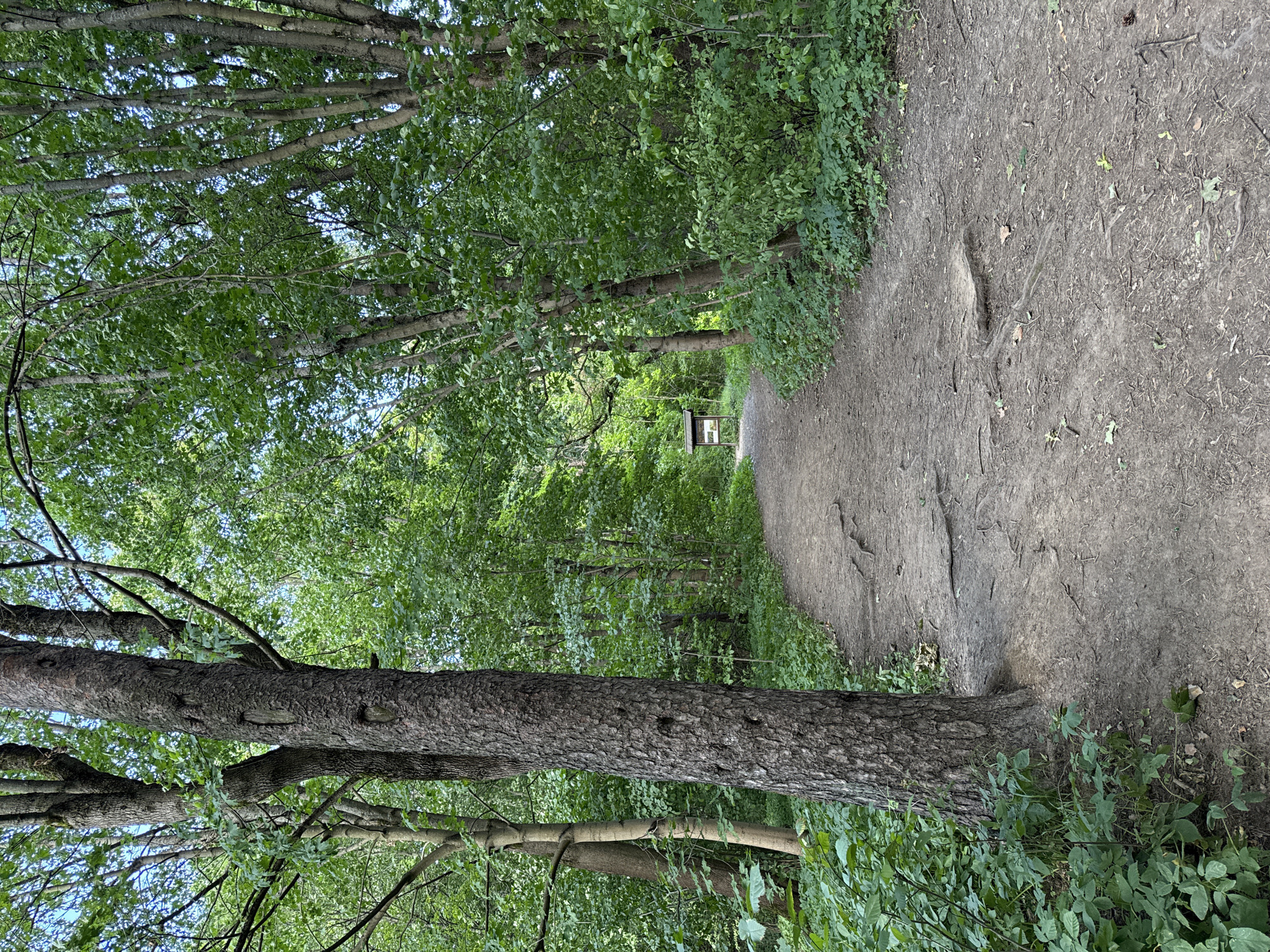 The image depicts a dirt path winding through a lush green forest. Tall trees with textured bark line both sides of the path, their leaves forming a dense canopy overhead. Sunlight filters through the foliage, casting dappled shadows on the ground. In the distance, a small wooden signpost stands beside the path. The ground is covered in dirt, with exposed tree roots creating uneven terrain. The overall impression is one of a tranquil natural setting within a wooded area. The location is identified as Krasnoye Selo, Russia.
