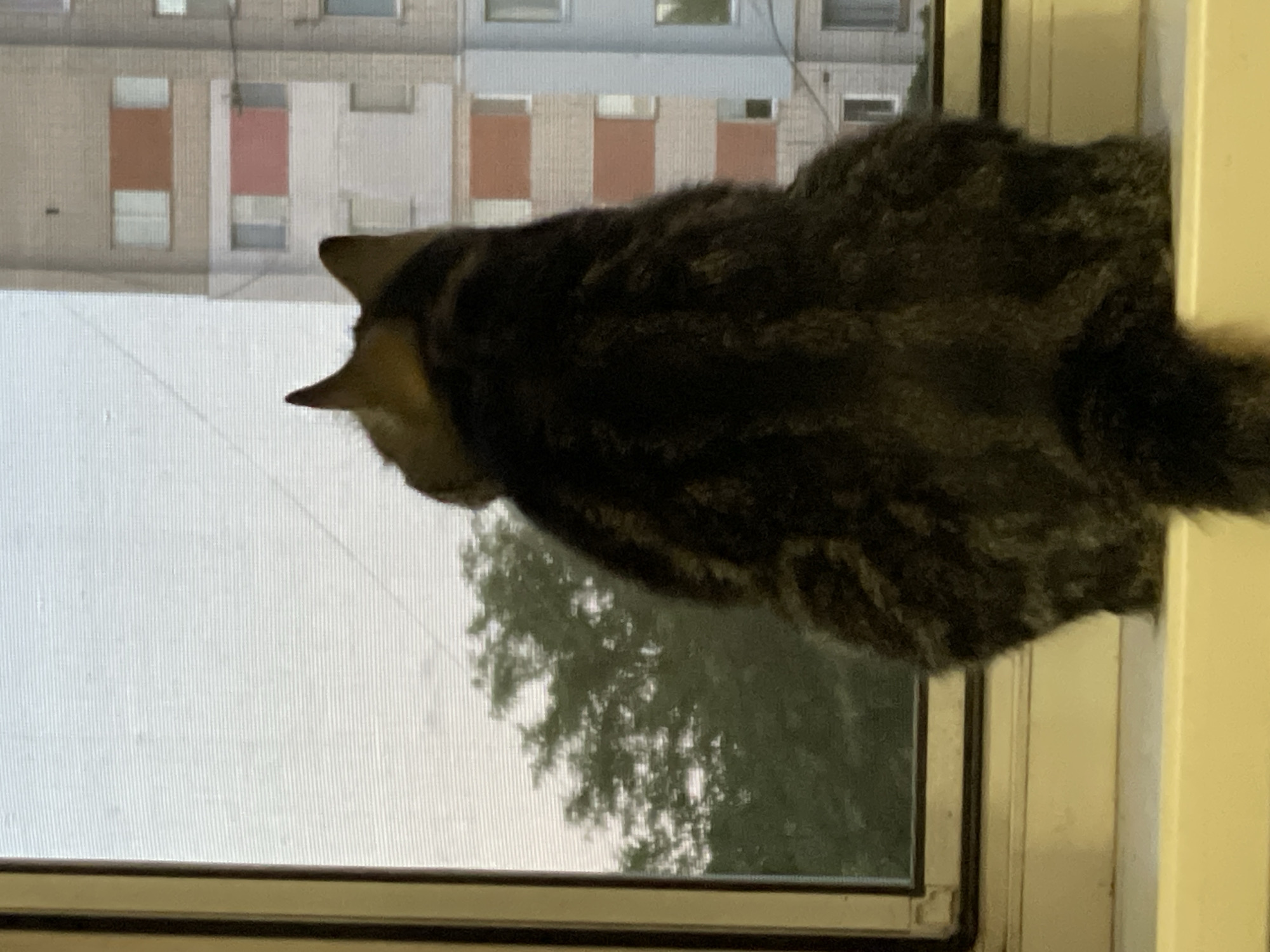 A tabby cat with dark brown and grey fur is sitting on a windowsill, facing away from the camera and looking out a window. The window has a screen. Outside the window, green trees are visible, and in the background, a multi-story apartment building with light-colored walls and reddish-brown window frames is depicted. The lighting suggests it is either early morning or late evening. The location is the city of Cherkasy, Ukraine.