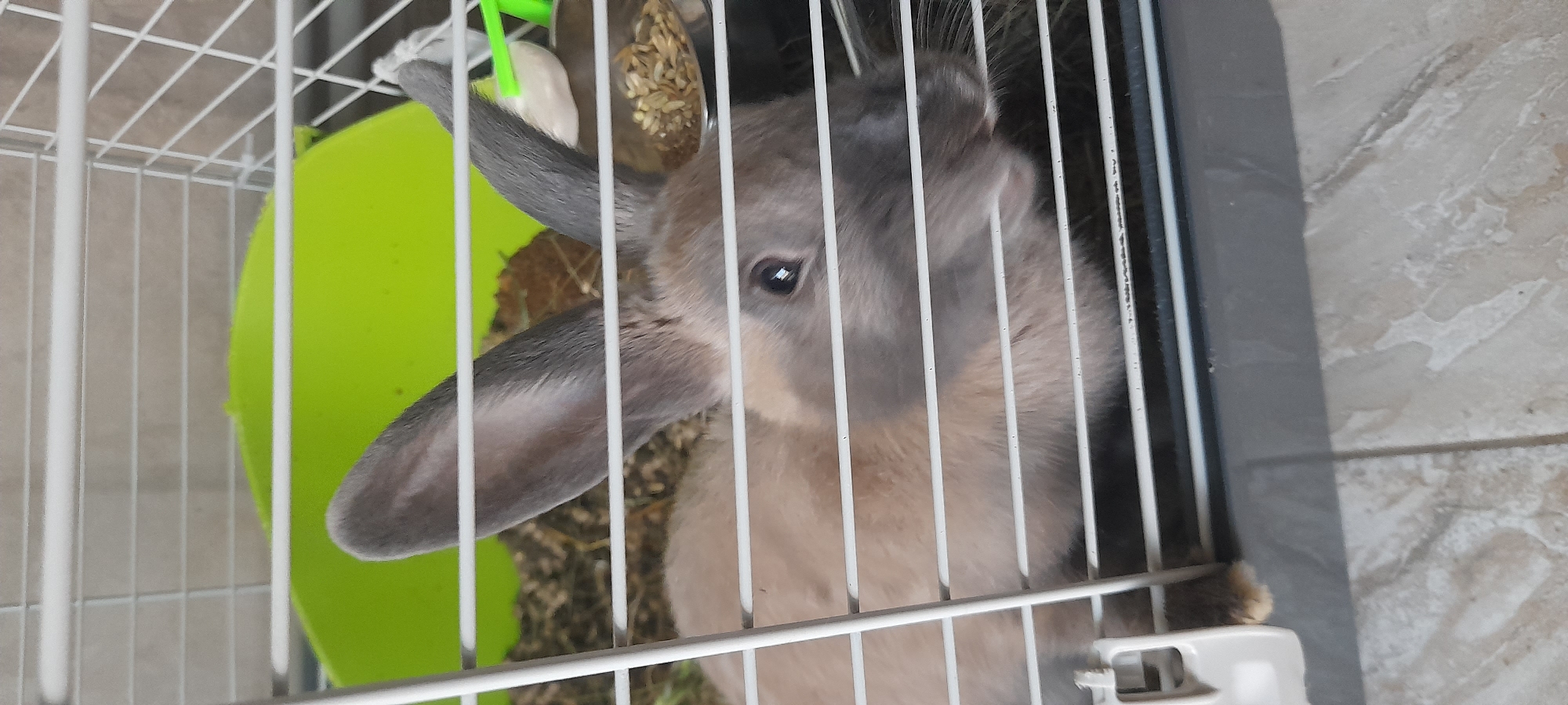A rabbit with brown fur and gray ears lies in a white wire cage. The rabbit's head is turned to the right, with its eye visible. In the background of the cage, there is a green plastic object and a food dish filled with grains. The cage appears to be placed on a tiled floor.