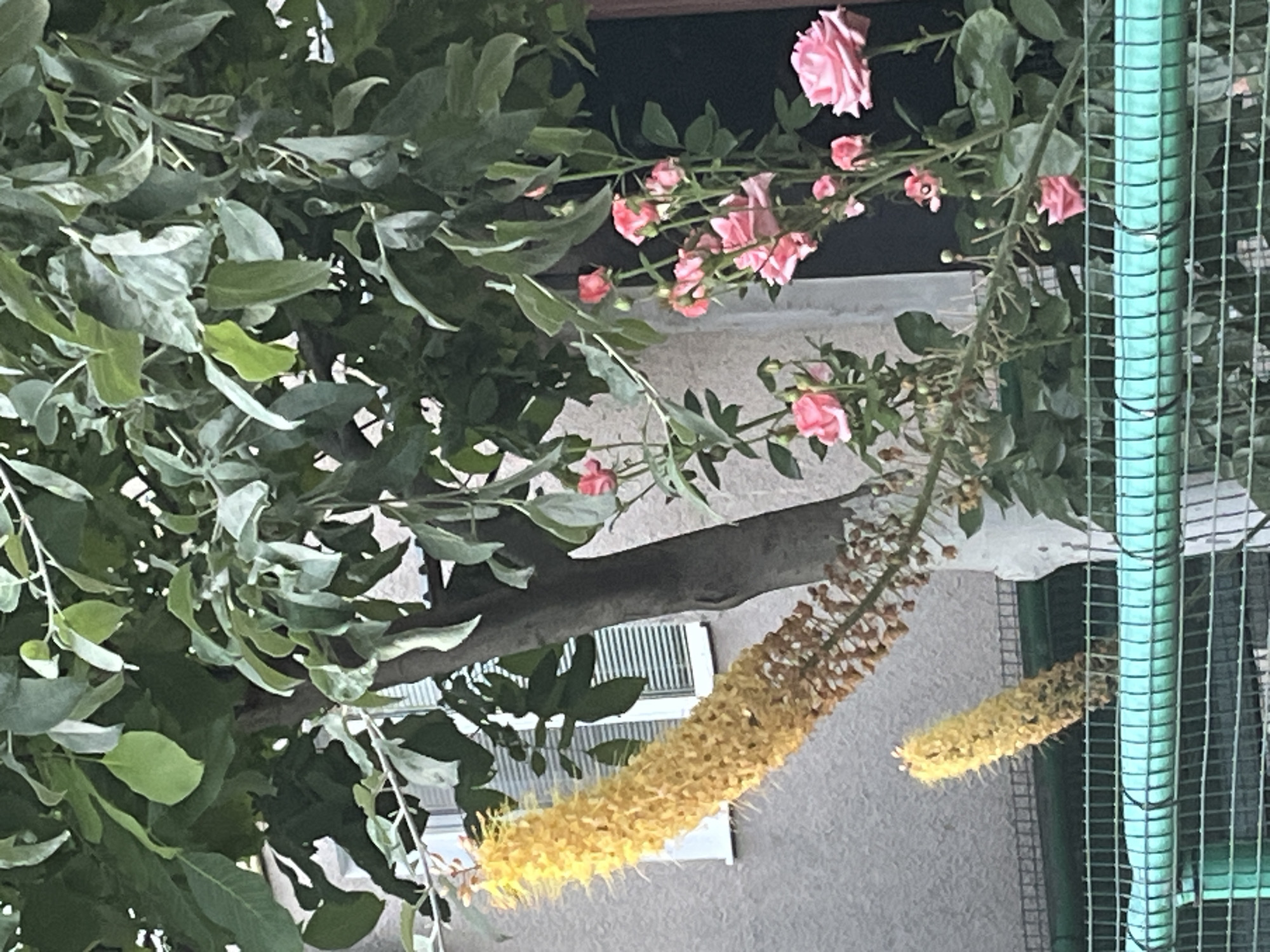 This image depicts an outdoor scene in Ivanivka, Ukraine, featuring a tree with lush green foliage. To the left of the tree trunk, a tall, elongated yellow flower spike is visible, with smaller, dried brown flower remnants below it. To the right of the tree, a cluster of pink roses in various stages of bloom, from buds to fully opened flowers, is present. The background consists of a building with a light-colored wall and a window with horizontal blinds. A turquoise metal fence runs across the lower part of the frame, obscuring the ground level. There are no people or animals visible in the image.