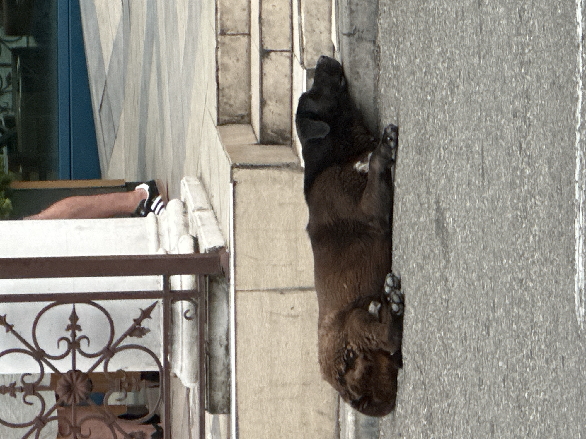 In a scene that appears to be outdoors in Sochi, Russia, a dark-colored dog is resting against a textured gray wall. The dog is lying on its side, with its head facing left and its body extending to the right. Its fur is thick and appears somewhat scruffy. The dog's paws are visible, and it seems to be relaxed.
To the left of the dog, there are concrete steps with distinct rectangular risers and treads. Beyond the steps, a patterned walkway with light and dark diagonal lines is visible, suggesting an outdoor public space or architectural feature. A dark blue element, possibly a window frame or a door, is present in the upper left portion of the image.
In the lower left quadrant, a person's legs are visible. They are wearing black and white striped socks and white athletic shoes. The person's legs are bent, and they appear to be sitting or resting. A portion of a dark metal railing with ornate scrollwork is also visible in the lower left, suggesting a balcony, staircase, or perimeter fence.
The lighting suggests it is daytime, possibly with diffused sunlight. There are no clear indicators of the specific time of day or weather conditions beyond what can be inferred from the lighting. The overall impression is one of a casual, everyday scene in an urban or semi-urban environment. No text is visible in the image.