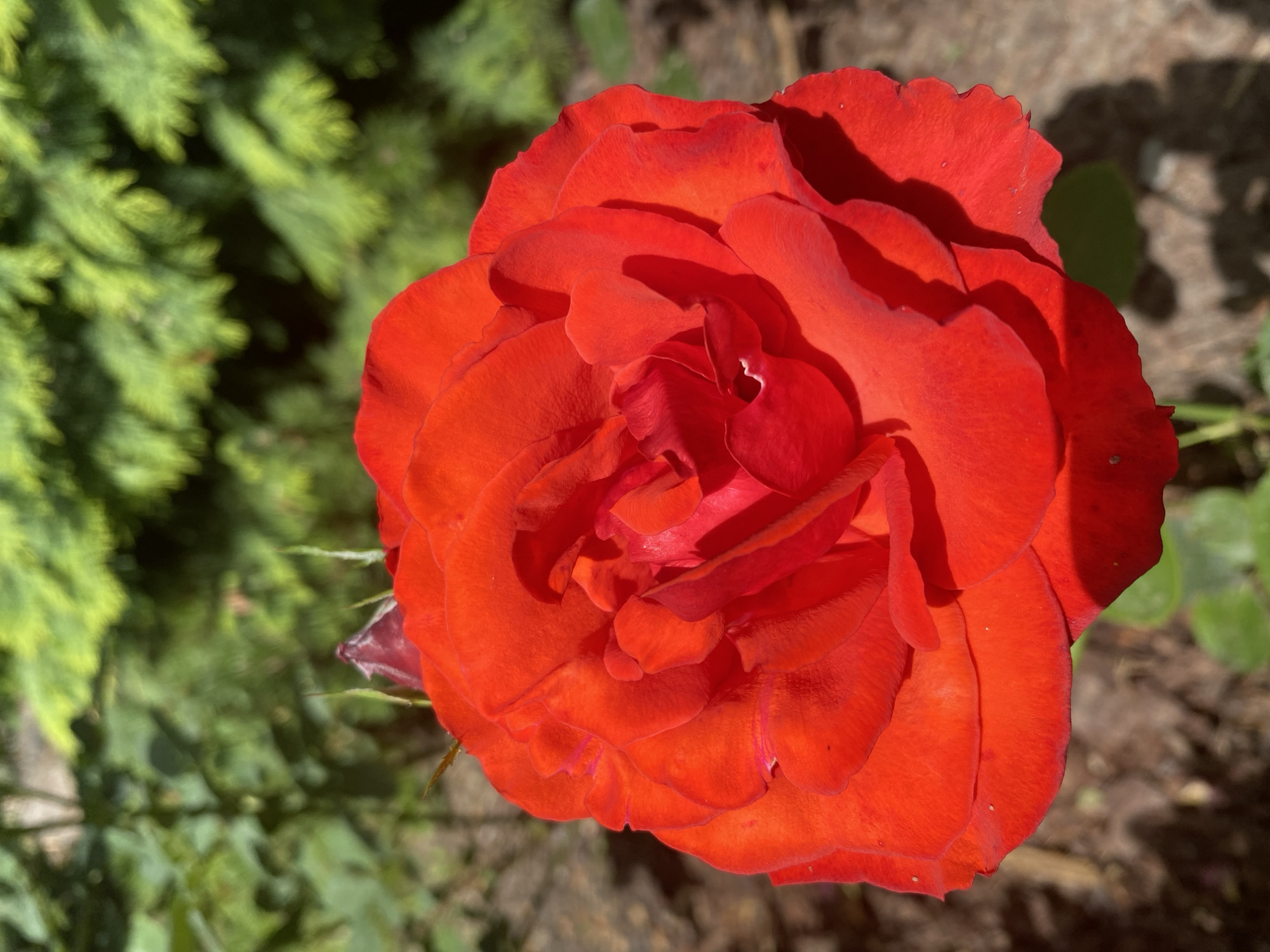 A close-up, low-angle shot showcases a vibrant red rose in full bloom. The rose's petals are richly textured and show subtle variations in color, with some areas appearing deeper red or even purplish in the shadows. A small, unopened bud in a darker red hue is visible just above and to the left of the main bloom, along with a thorn on the stem. The background is softly blurred, revealing lush green foliage and the earthy tones of soil. The lighting suggests a sunny day, casting distinct shadows on the rose petals. The scene is set in a garden, likely in Wielka Wieś, Poland, given the information provided about the location.