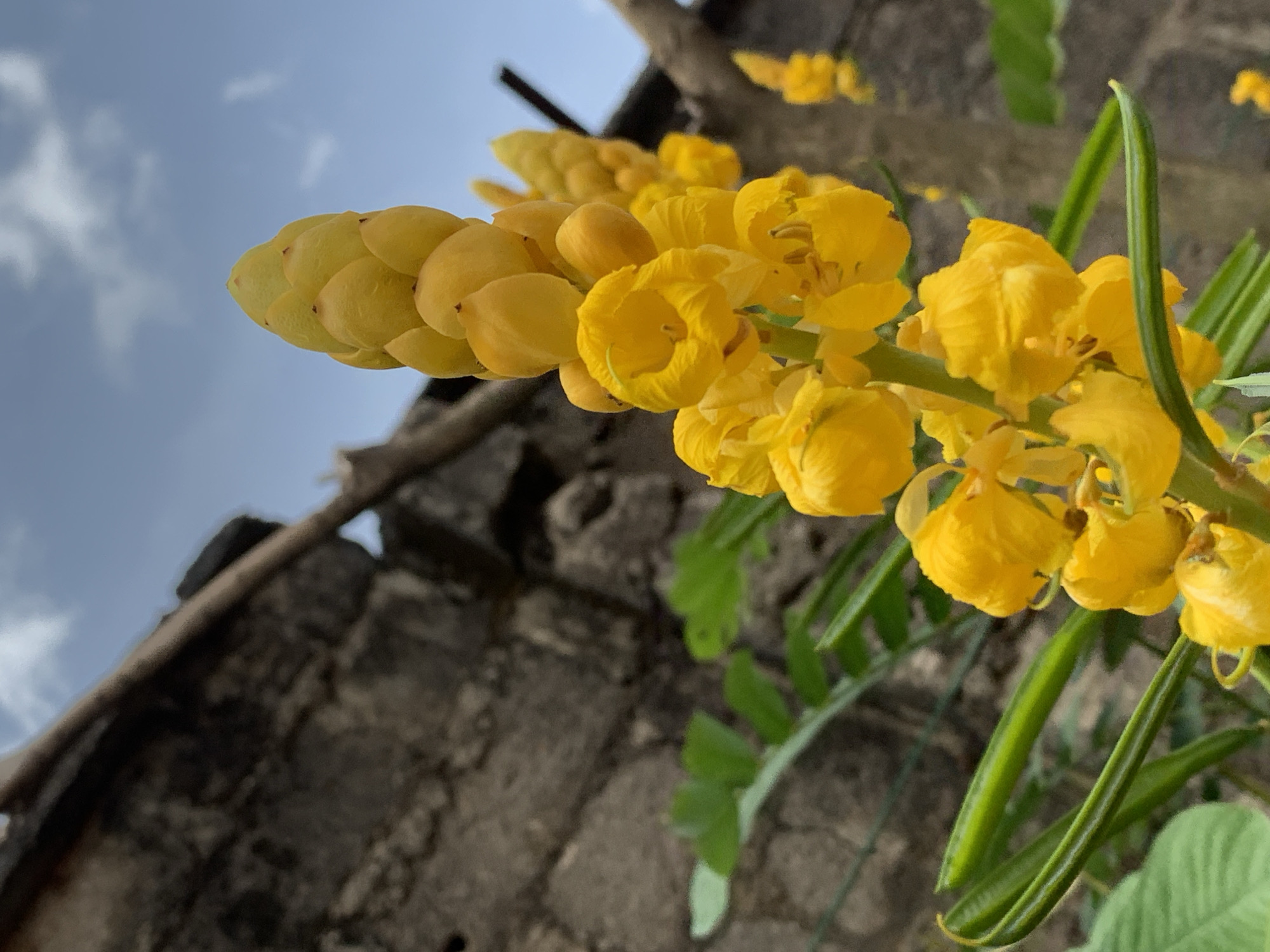 This image features a vibrant cluster of bright yellow flowers and buds, likely from a Senna species, set against a backdrop of a clear blue sky and a rustic wall. The main subject is the inflorescence, which displays numerous yellow petals and unopened buds arranged in an elongated, somewhat conical structure. Tighter, less open buds are visible towards the top, while more fully bloomed flowers are present towards the lower parts of the cluster. Green, elongated leaves are visible throughout the plant, particularly on the right side, and distinct, long green seed pods are also present towards the bottom right of the frame.
The upper left portion of the background shows a bright blue sky with soft, wispy white clouds, indicating a clear and sunny daytime. The right and lower parts of the background are out of focus, revealing a textured, earthy-toned surface that appears to be a stone or concrete wall, along with some dark, weathered wooden elements, possibly part of a fence or a sturdy tree branch. The photograph is taken from a low angle, looking upwards, allowing the bright sunlight to illuminate the yellow flowers against the sky. The setting and rustic elements are consistent with the provided location context of Ikorodu, Nigeria. There is no visible text in the image.