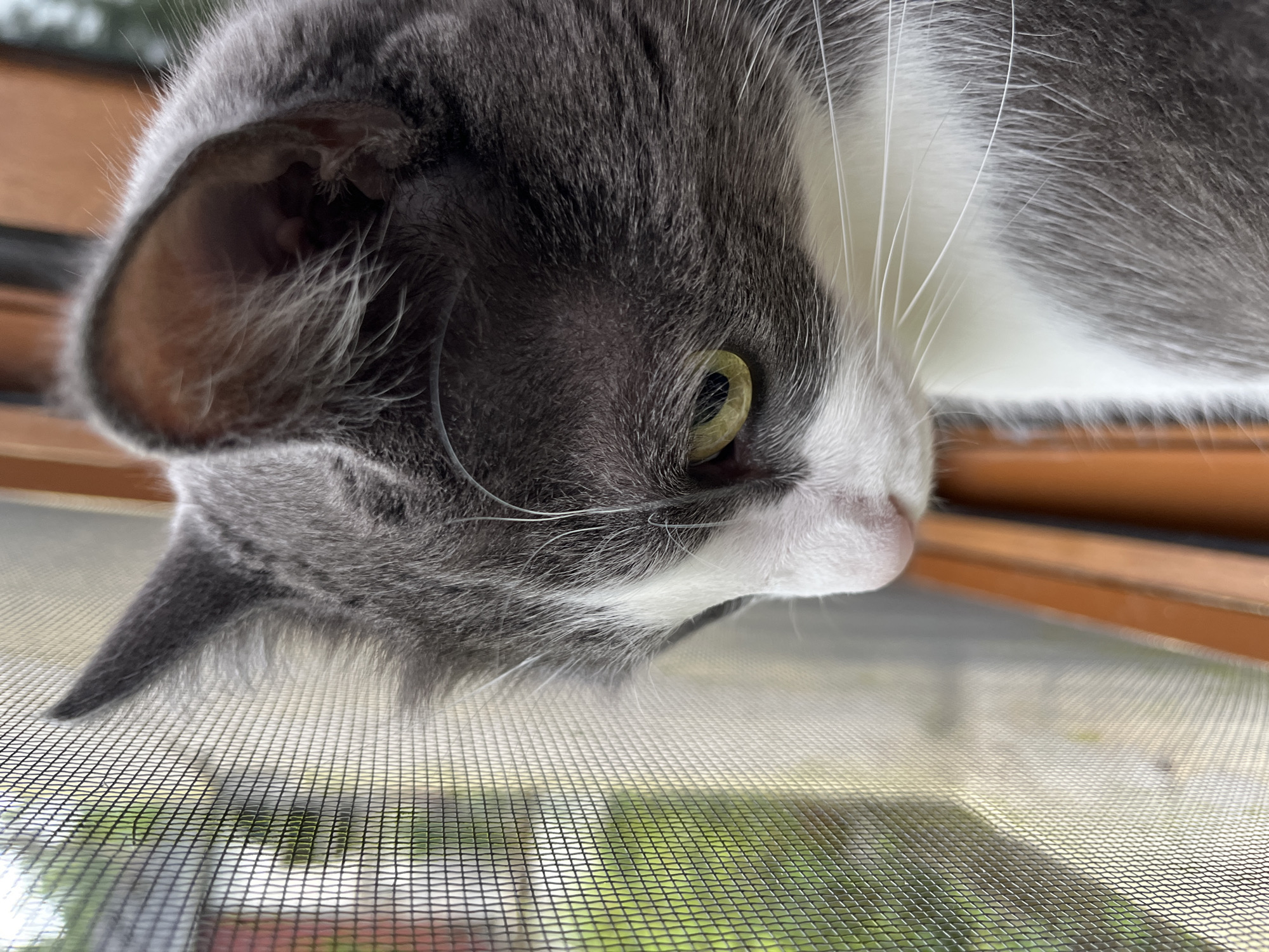 A close-up, eye-level, outdoor shot captures a grey and white cat peering through a window screen. The cat's head and upper body are in focus, with its green eye visible as it looks to the left. The background is blurred, showing greenery and a hint of a building. The scene appears to be a domestic setting, likely a home with a window, in the city of Ureki, Georgia.