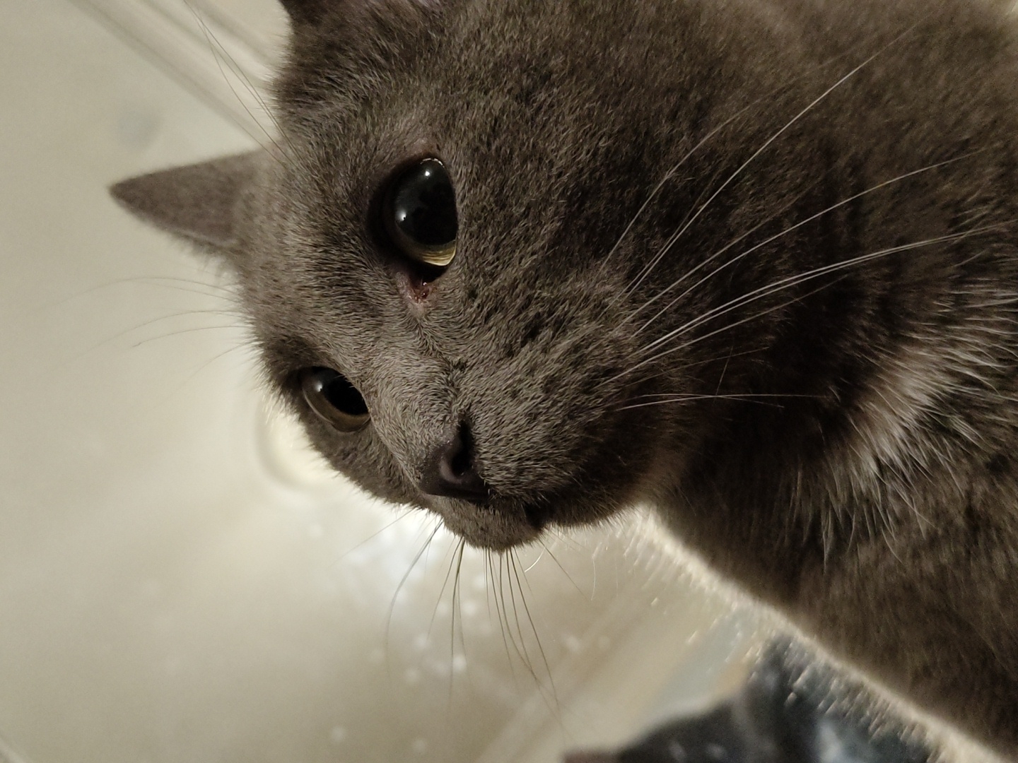 This is a close-up, low-angle, eye-level shot of a gray cat's face. The cat is looking directly at the camera, with its head tilted slightly down and to the left. Its large, dark eyes are the focal point of the image, reflecting the light source. The cat's fur is a uniform gray, and its whiskers are long and white, fanning out from its muzzle. The background is out of focus and appears to be a light-colored, possibly reflective surface. There is a hint of red or pink near the cat's left eye, possibly an irritation or tear. The lighting is somewhat dim, creating a soft, atmospheric feel. The image appears to have been taken indoors, as there are no indications of outdoor elements. The cat's expression is curious and perhaps a little intense, given its direct gaze. The overall impression is one of intimacy and focused observation.