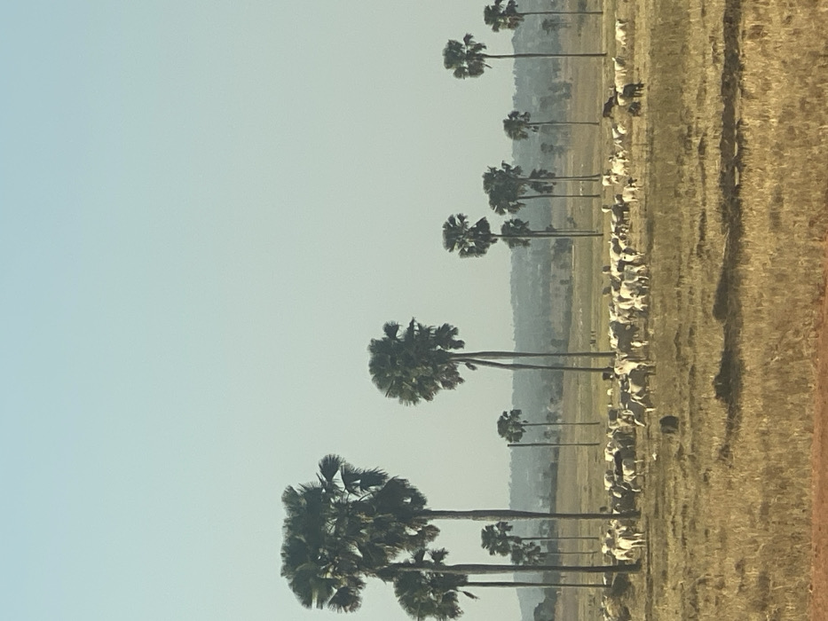 The image displays a rural, expansive landscape under a clear, bright sky, likely in Zankan, Nigeria. The dominant subjects are numerous tall, slender palm trees, specifically fan palms (possibly Borassus aethiopum), which are arranged in a roughly linear formation extending horizontally across the mid-ground. Many of these trees appear to have multiple trunks emerging from a single base or close proximity.
Beneath the line of palm trees, a substantial herd of light-colored cattle, mostly white or light grey, is scattered across a vast, dry, golden-brown field. The cattle appear to be grazing or resting. In the background, beyond the field and cattle, distant hills or denser vegetation can be seen, appearing hazy due to atmospheric perspective.
The sky, occupying the upper portion of the frame, is a uniform, pale blue, suggesting a clear day with no clouds. The overall impression is one of a sunny, dry season, characteristic of a savanna environment. There is no visible text or identifiable human activity, creating a tranquil and natural scene. The time of day appears to be during daylight hours, with soft lighting and minimal harsh shadows.