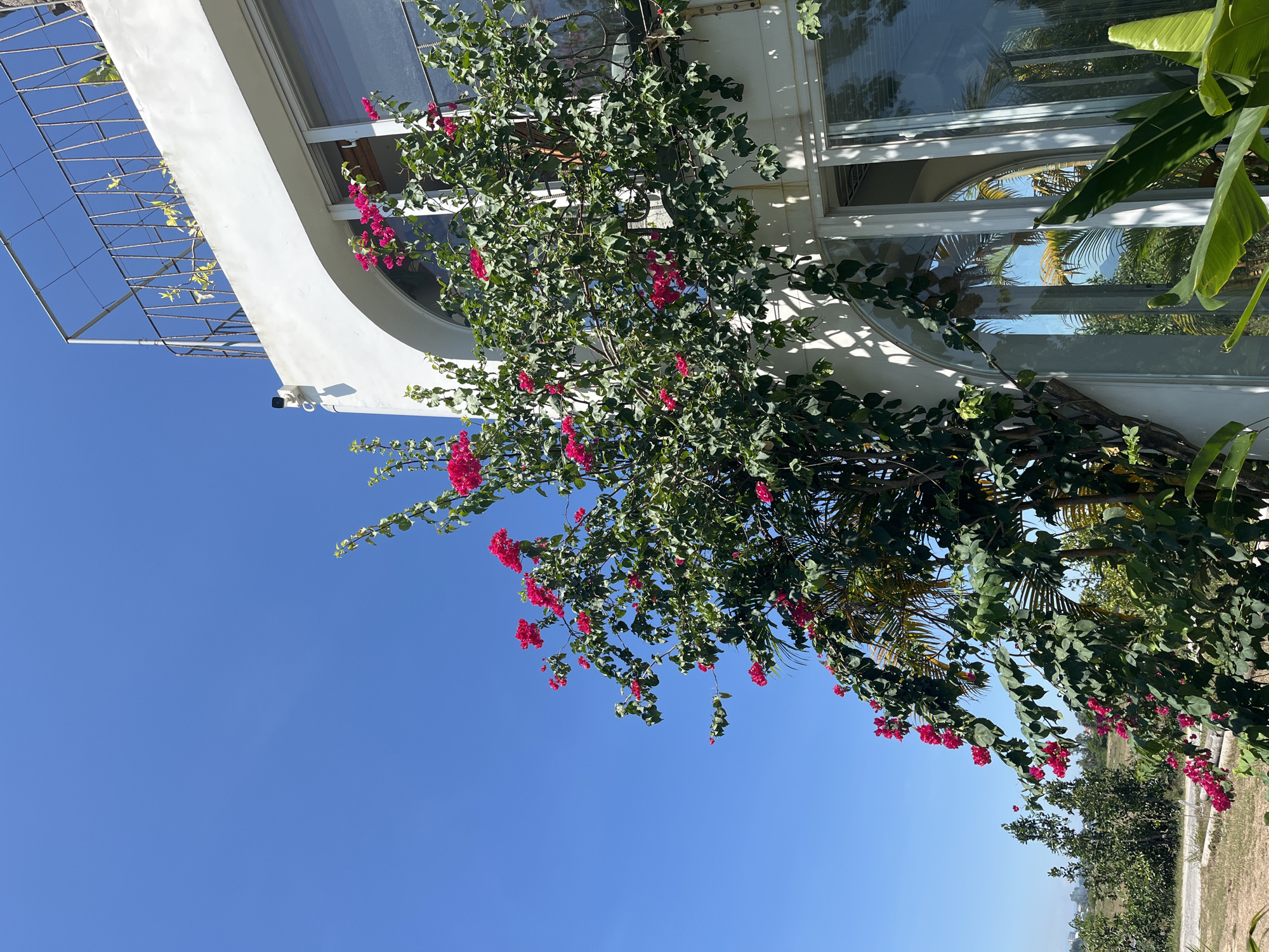 The image, when viewed upright, captures a sunlit exterior scene featuring a white building heavily adorned with vibrant pink bougainvillea flowers. The building exhibits clean, modern architectural lines, including a prominent curved white wall and large, reflective windows. A small black security camera is mounted on the white facade. To the left, a metal trellis structure supports delicate light green vines.
The bougainvillea plant, with its numerous fuchsia-pink bracts and lush green leaves, cascades across the building, partially obscuring the windows. The reflective glass of the windows mirrors the clear blue sky and surrounding tropical vegetation, including distinct palm fronds and other greenery. Large, broad green leaves, possibly from a banana plant, are also visible near the windows on the right side.
The sky is a brilliant, cloudless blue, indicating clear, sunny weather during daytime. Beyond the immediate foreground and foliage, a patch of dry, light brown ground or field extends into the distance, bordered by darker green trees. The overall impression is one of a bright, warm, and verdant setting, characteristic of a tropical location like Đà Nẵng, Vietnam. There is no visible text or apparent human activity.