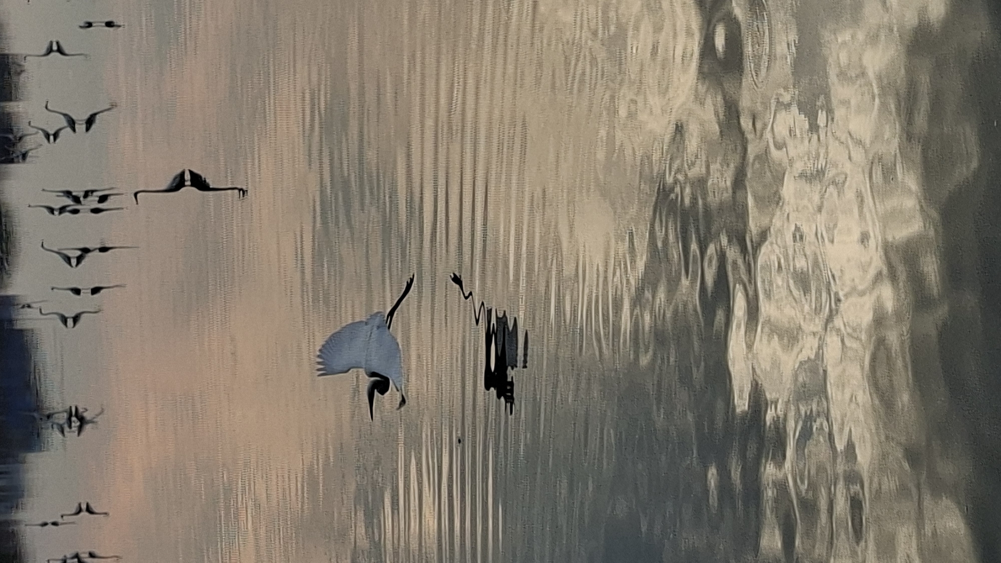 In Lhokseumawe, Indonesia, a white egret in flight is captured mid-air over rippling water. The bird's wings are spread wide, its body angled slightly downwards, and its reflection is visible on the water's surface. Numerous other egrets, some standing in the water and others with their reflections, are scattered across the background. The scene is illuminated by a soft, natural light, suggesting it was taken during either dawn or dusk, casting a warm, hazy glow on the water. The environment appears to be a coastal area or a body of water within the city.