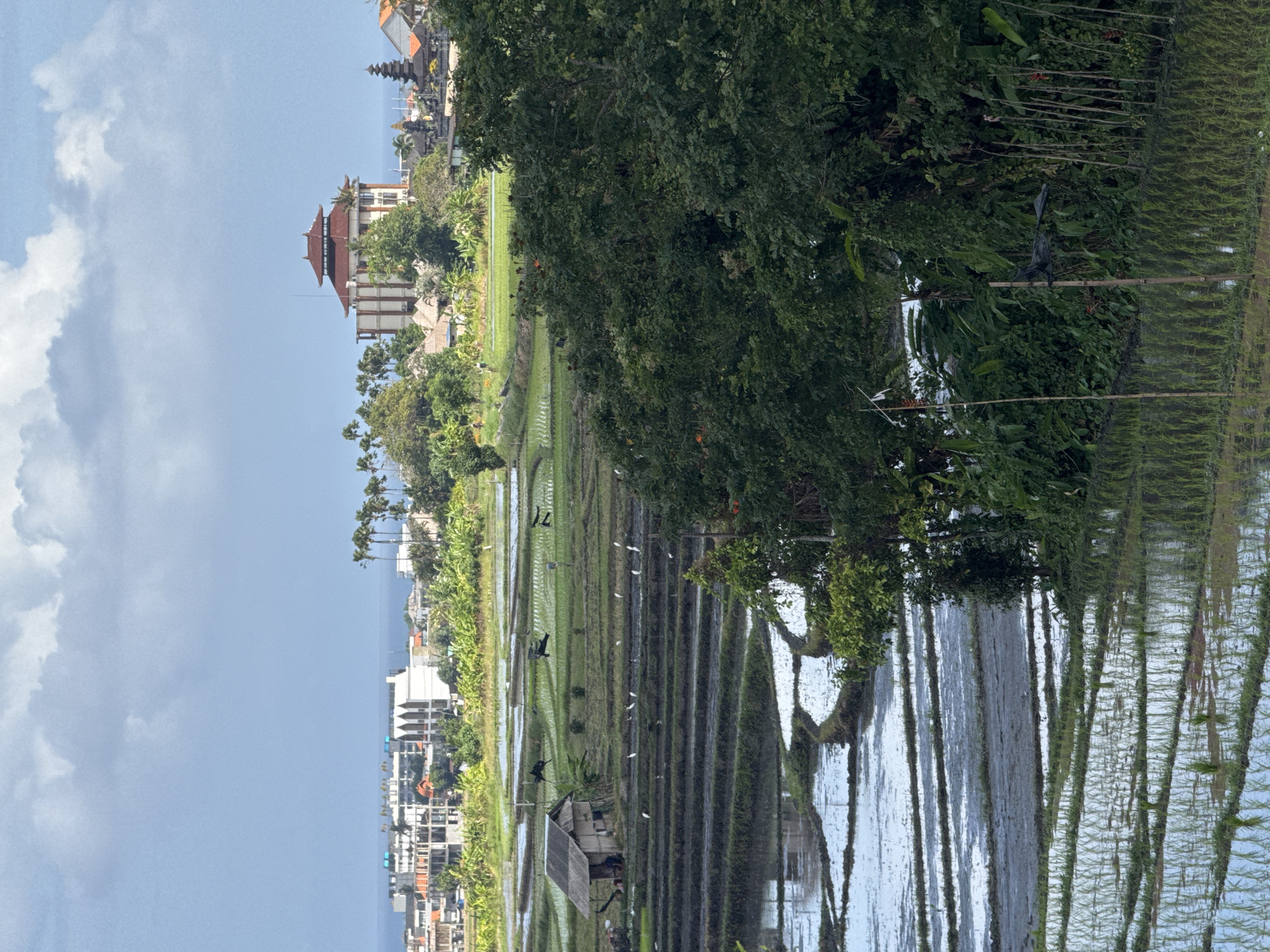 The image depicts a wide-angle view of a rural landscape with terraced rice paddies in the foreground and midground. The paddies are partially flooded, reflecting the sky and surrounding vegetation. A small, weathered hut with a thatched roof is situated on one of the terraces. Several birds, likely egrets, are scattered throughout the paddies, foraging in the water and mud. In the midground, a few dark figures, possibly farmers, are working in the fields. Beyond the rice paddies, a line of palm trees separates the agricultural area from a collection of buildings, including a multi-story structure with a red, pagoda-style roof, and other residential or commercial buildings. In the far distance, a sliver of the ocean can be seen under a partly cloudy sky. The overall scene suggests a tranquil, agricultural setting within a developing or built-up area.