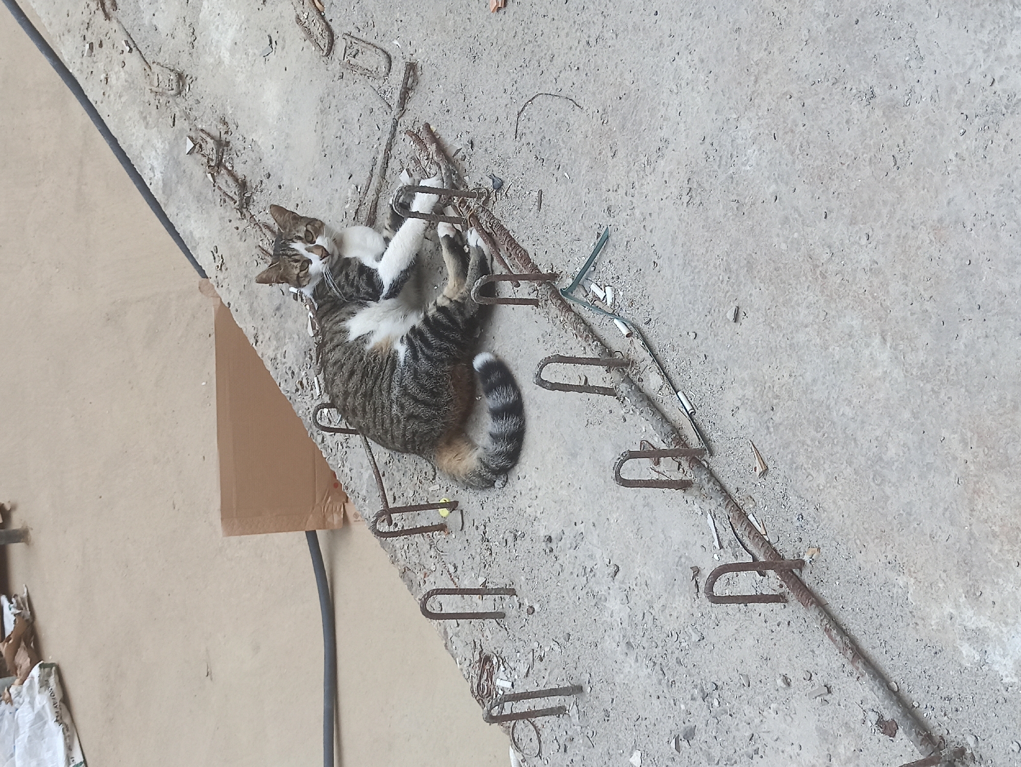 A tabby and white cat is lying on a concrete surface at a construction site in Maltepe, Turkey. The cat is positioned on its side, with its front paws crossed. The concrete surface is rough and uneven, with numerous pieces of rebar protruding from it. In the background, there is a cardboard box and some construction materials. A black cable runs diagonally across the image.