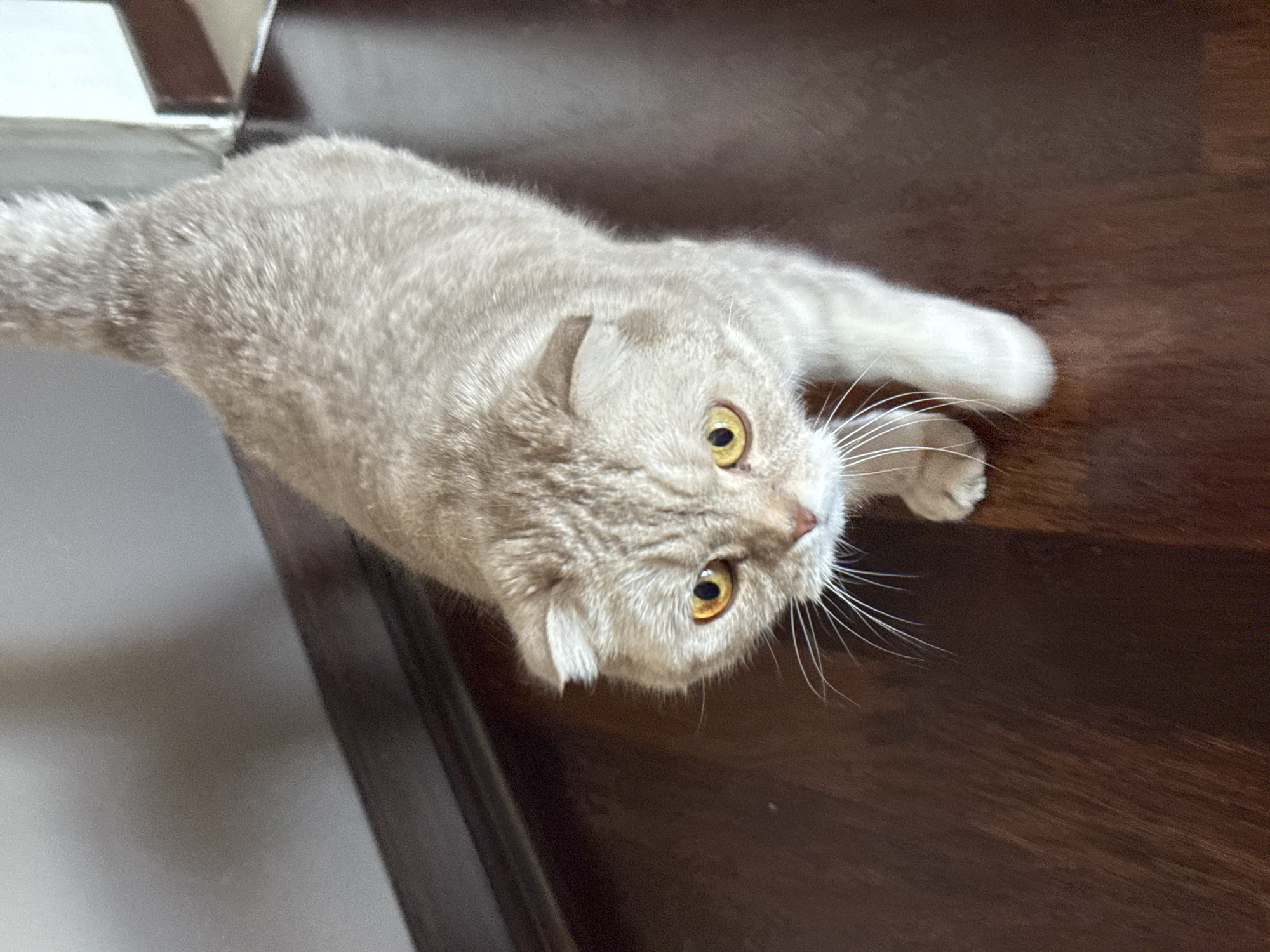 A beige Scottish Fold cat is lying on a dark wooden surface. The cat's head is facing downward with its yellow eyes looking up toward the camera. The cat has white whiskers. The background is blurred. The location is not Saint Petersburg, Russia.