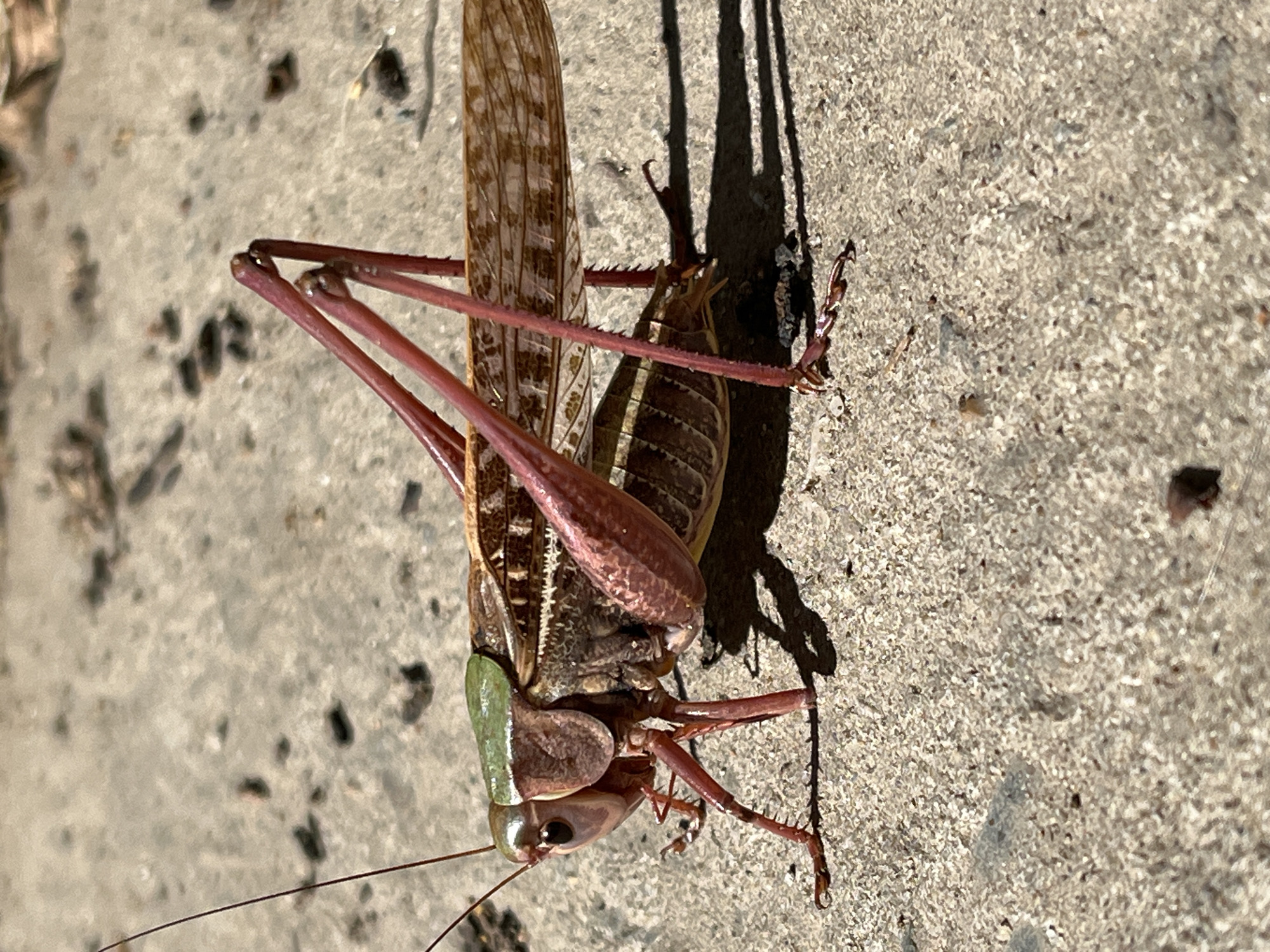 A close-up, eye-level, outdoor, medium shot captures a katydid, also known as a long-horned grasshopper, resting on a textured, grey concrete surface. The insect, positioned in the center-right of the frame and facing left, displays intricate detailing. Its body is a mottled brown with lighter striations along the abdomen and wings. A vibrant green marking is visible on its thorax. The katydid possesses long, slender antennae that extend forward and upwards. Its prominent hind legs, reddish-brown in color, are bent and positioned behind its body. The forelegs are also visible, gripping the concrete. Shadows cast by the insect are visible on the surface, indicating a strong light source from the right. The concrete surface appears slightly rough, with small pebbles and debris scattered across it. The background is blurred, suggesting a shallow depth of field. The image does not provide any specific details to indicate a location within the city of Krasnyye Barrikady, Russia.