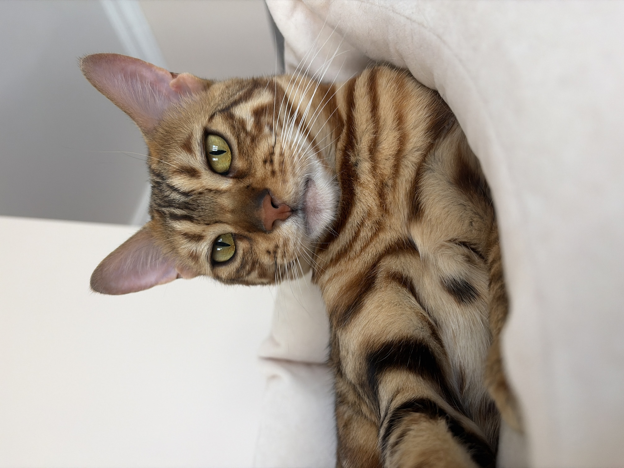 A close-up, eye-level shot shows a Bengal cat lying on a light-colored, plush surface. The cat is primarily in the center of the frame, with its head turned towards the viewer. Its fur is a mix of golden brown and black stripes, with some spots visible on its body. The cat has striking green eyes, prominent white whiskers, and pointed ears. The background is blurred and appears to be an indoor setting with a plain wall and a ceiling. There is no visible indication of the location being Krasnoyarsk, Russia.