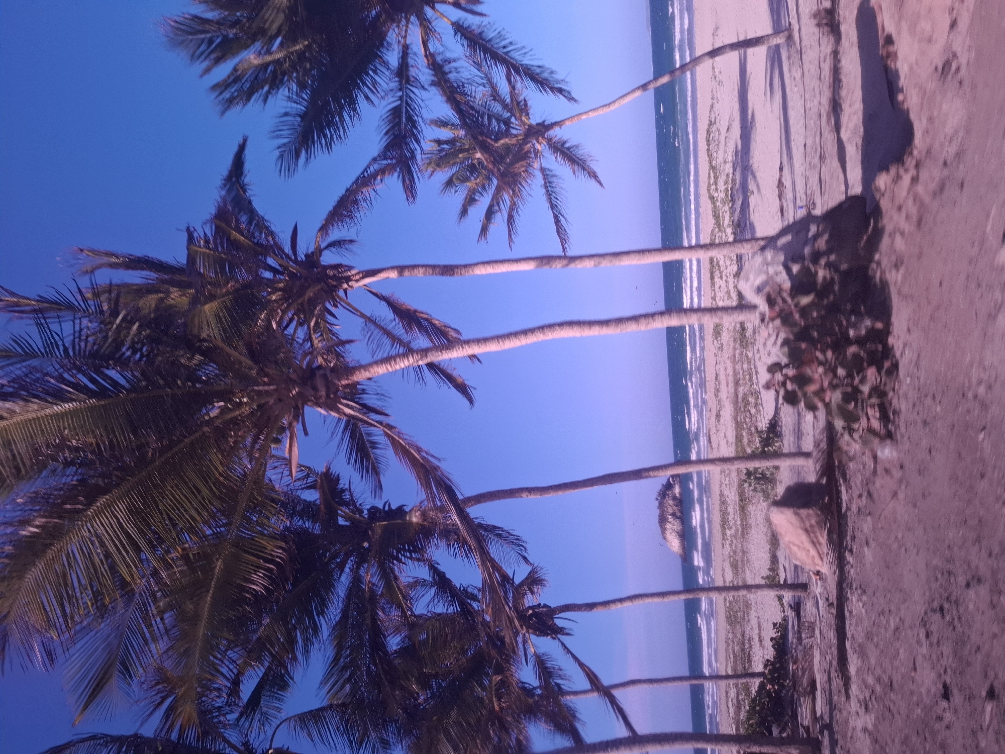 This image captures a serene tropical beach scene, likely at either sunrise or sunset due to the soft, warm lighting and deep blue sky. The composition is dominated by a row of tall palm trees lining the left side of the frame, their slender trunks extending diagonally upwards and their fronds fanning out against the sky. Some palm fronds appear in silhouette, while others catch a gentle, warm light.
To the right of the palm trees, a wide expanse of sandy beach stretches towards the ocean. The sand exhibits a distinctive warm, purplish-pink hue, which may be a result of the ambient light conditions or photographic processing. Sparse green vegetation dots the sandy terrain near the water's edge. The ocean occupies the far right of the image, with gentle waves breaking on the shore, visible as lines of white foam. The water appears a lighter shade of blue compared to the deep, cloudless sky above.
No people are visible in the scene, and no specific activities are taking place, contributing to the tranquil and untouched atmosphere. There is no visible text. The overall ambiance evokes peace and natural beauty, consistent with a picturesque coastal location such as Playa El Agua, Venezuela.