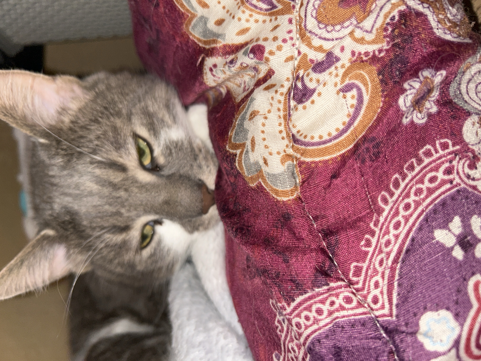 A close-up, overhead shot shows a gray and white cat resting on a patterned fabric. The cat's head is in focus, with its green eyes looking slightly to the left. The fabric beneath the cat features a repeating paisley pattern in shades of pink, purple, and orange. The background is blurred, with hints of a gray blanket and a brown wall. There is no indication of the location in Sofia, Bulgaria.
