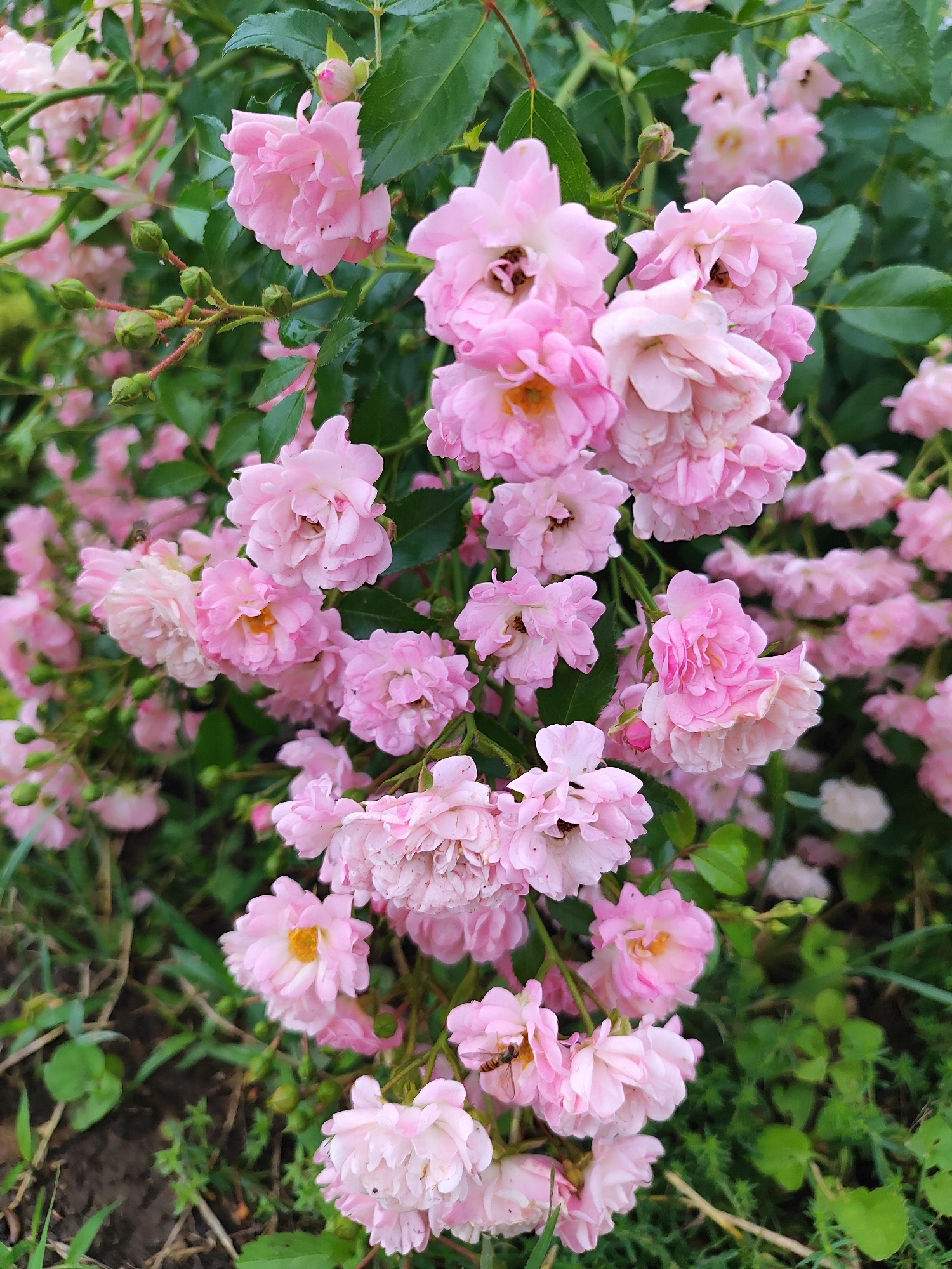 A close-up, eye-level shot captures a dense cluster of delicate, pale pink roses and their buds amidst lush green foliage. The flowers, characterized by their ruffled petals and small size, are the primary subject. Some of the roses show hints of yellow in their centers. Interspersed with the blooms are numerous small, green rosebuds, some appearing on thorny stems. The background consists of more green leaves and a blurred impression of a garden floor with soil and grass. The lighting is soft and diffused, suggesting an overcast day or shaded conditions, which enhances the pastel tones of the roses. There are no people or animals visible, except for a small insect on one of the rose petals. The scene is devoid of any urban elements, suggesting a natural or cultivated garden setting, potentially within the city of Bryukhovetskaya, Russia, although specific landmarks are absent.